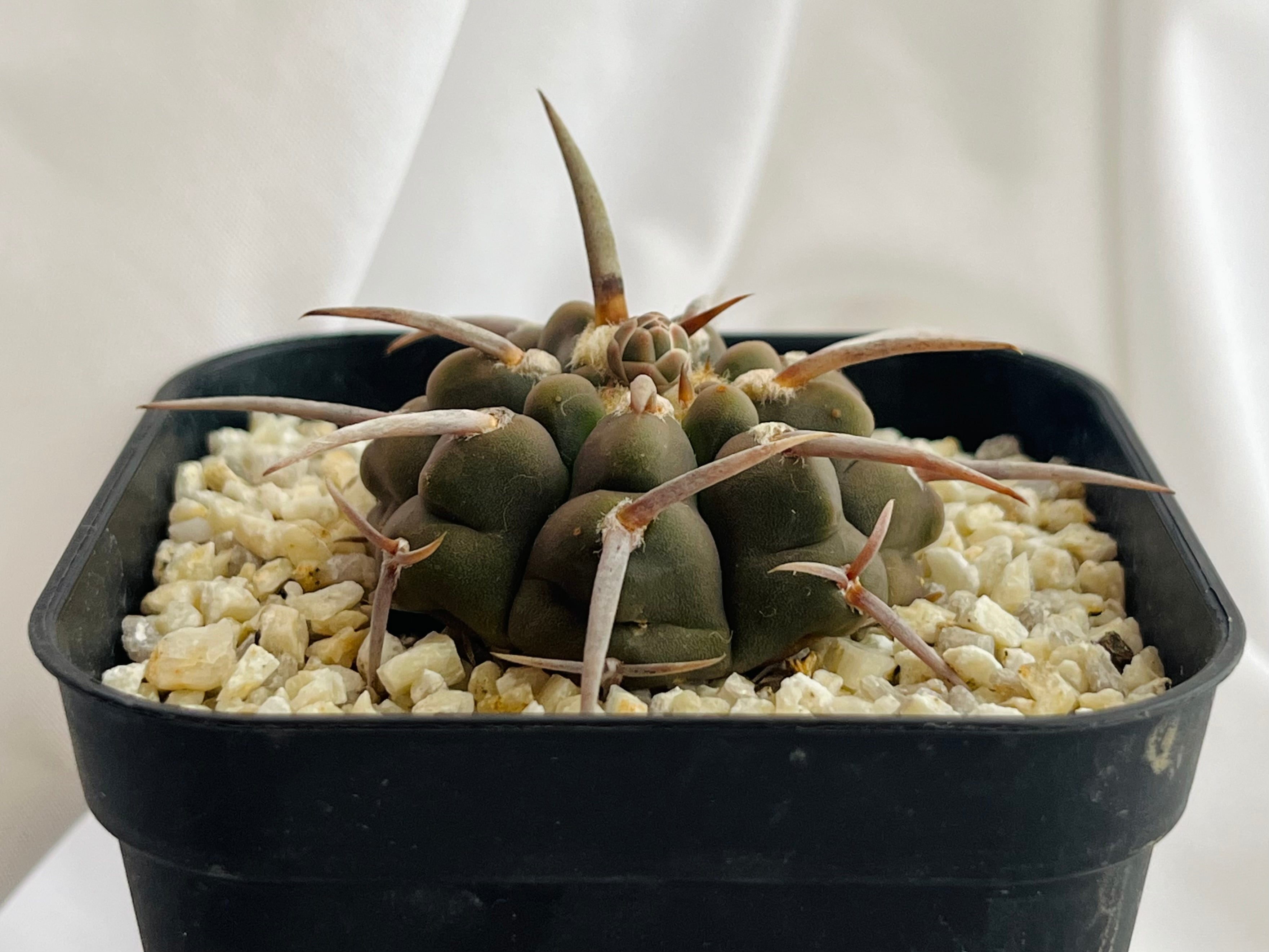 e1ae1d0e3b8ae5f7e062b3a4436e12