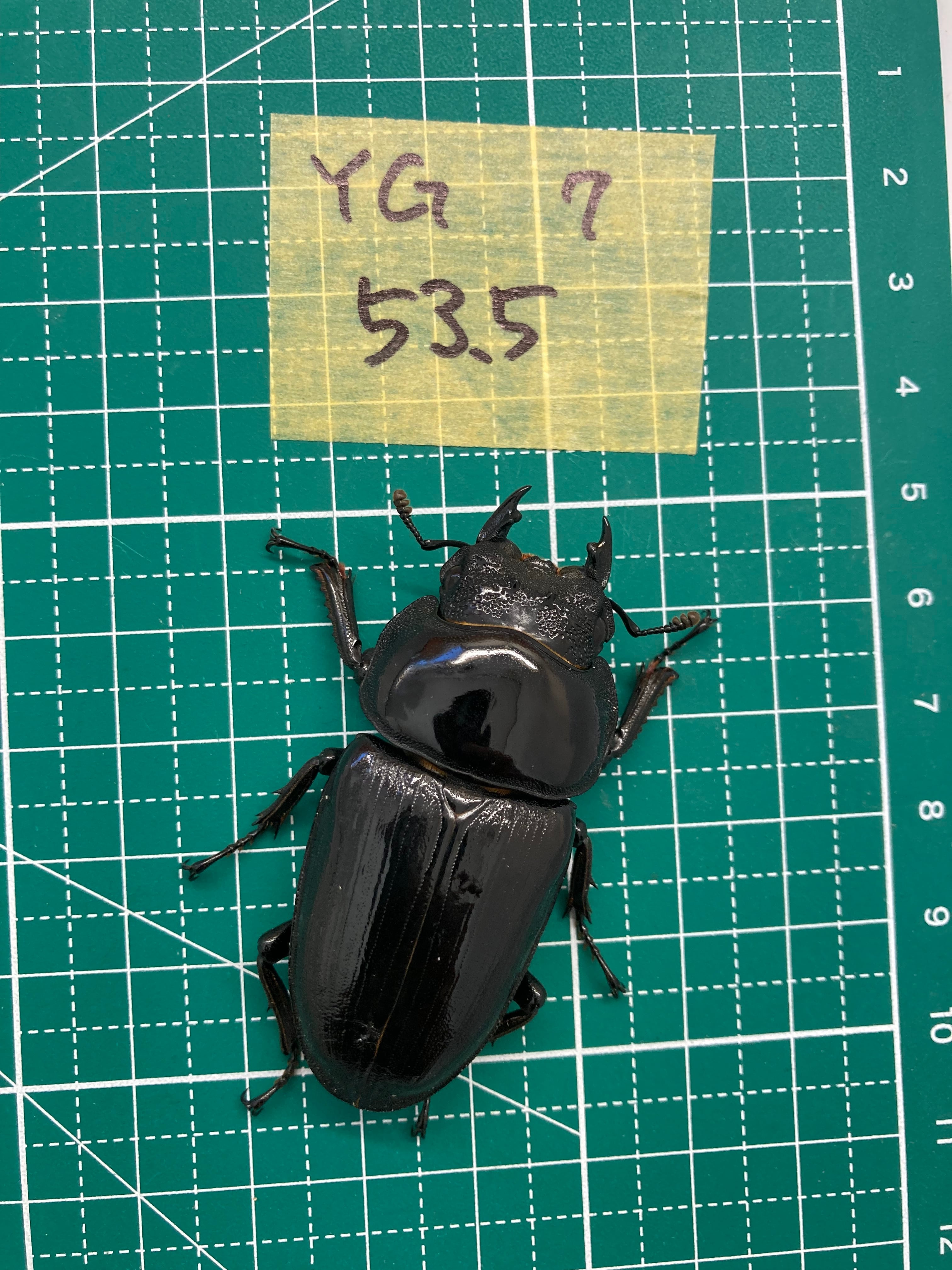 能勢YG血統 訳あり成虫ペア♂84.5ミリ♀54.5ミリ【繁殖オオクワガタ