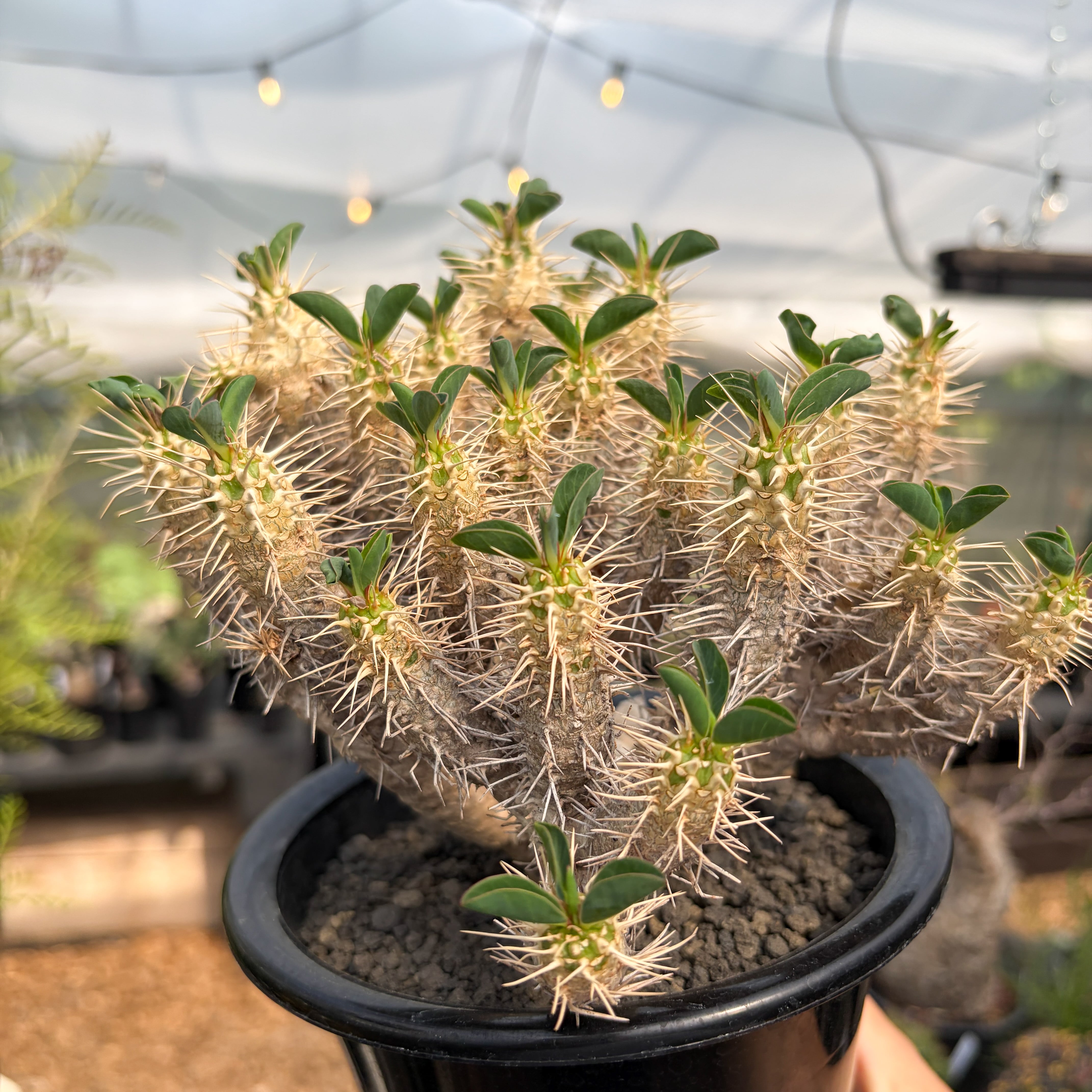 Euphorbia guillauminiana【ユーフォルビア・ギラウミニアナ