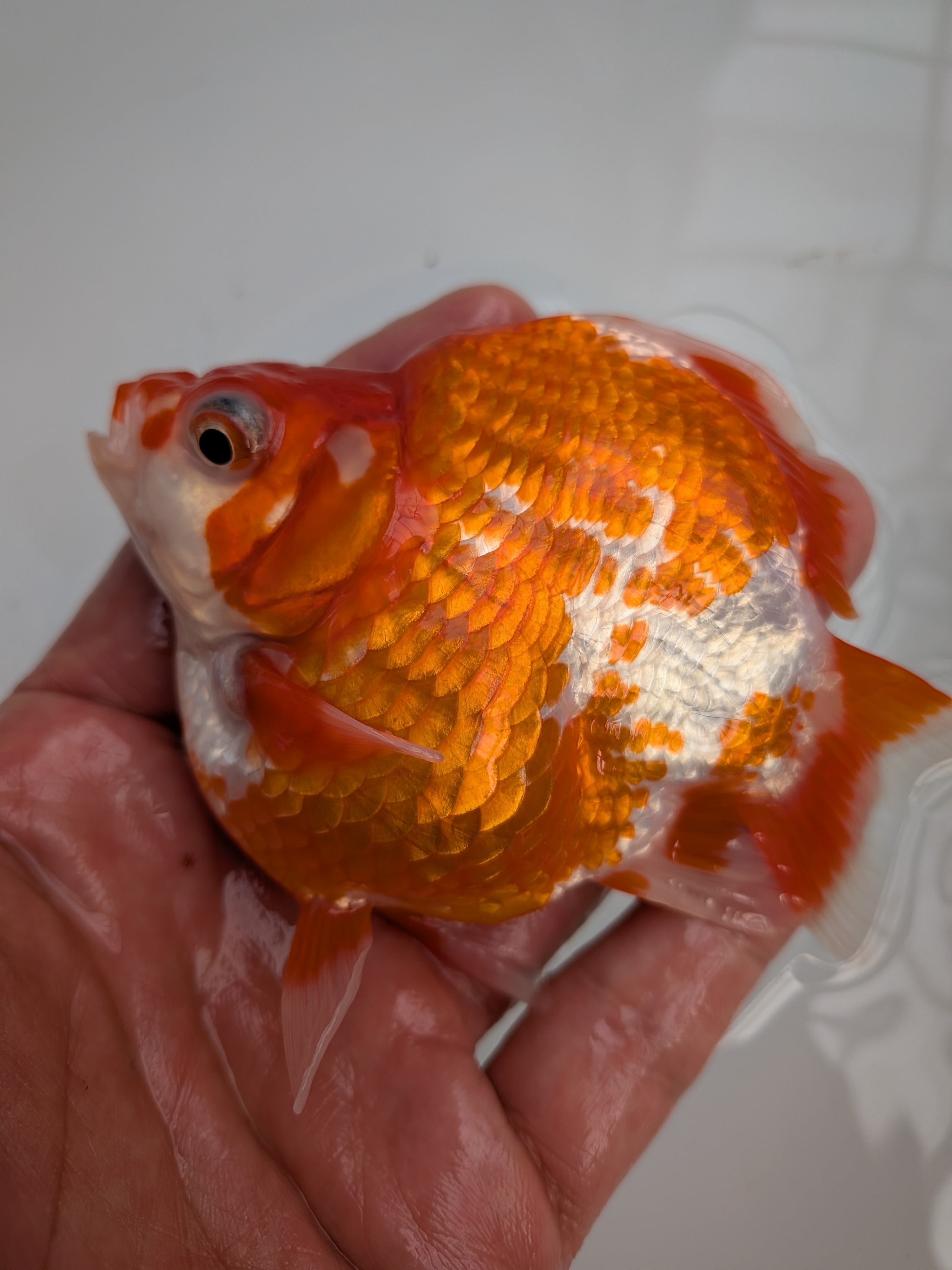 京都TOTO屋》9中国産瑪瑙らんちゅう2歳雄7cm 金魚 魚類、水生生物 京都TOTO屋》9中国産瑪瑙らんちゅう2歳雄7cm 金魚 魚類、水生生物