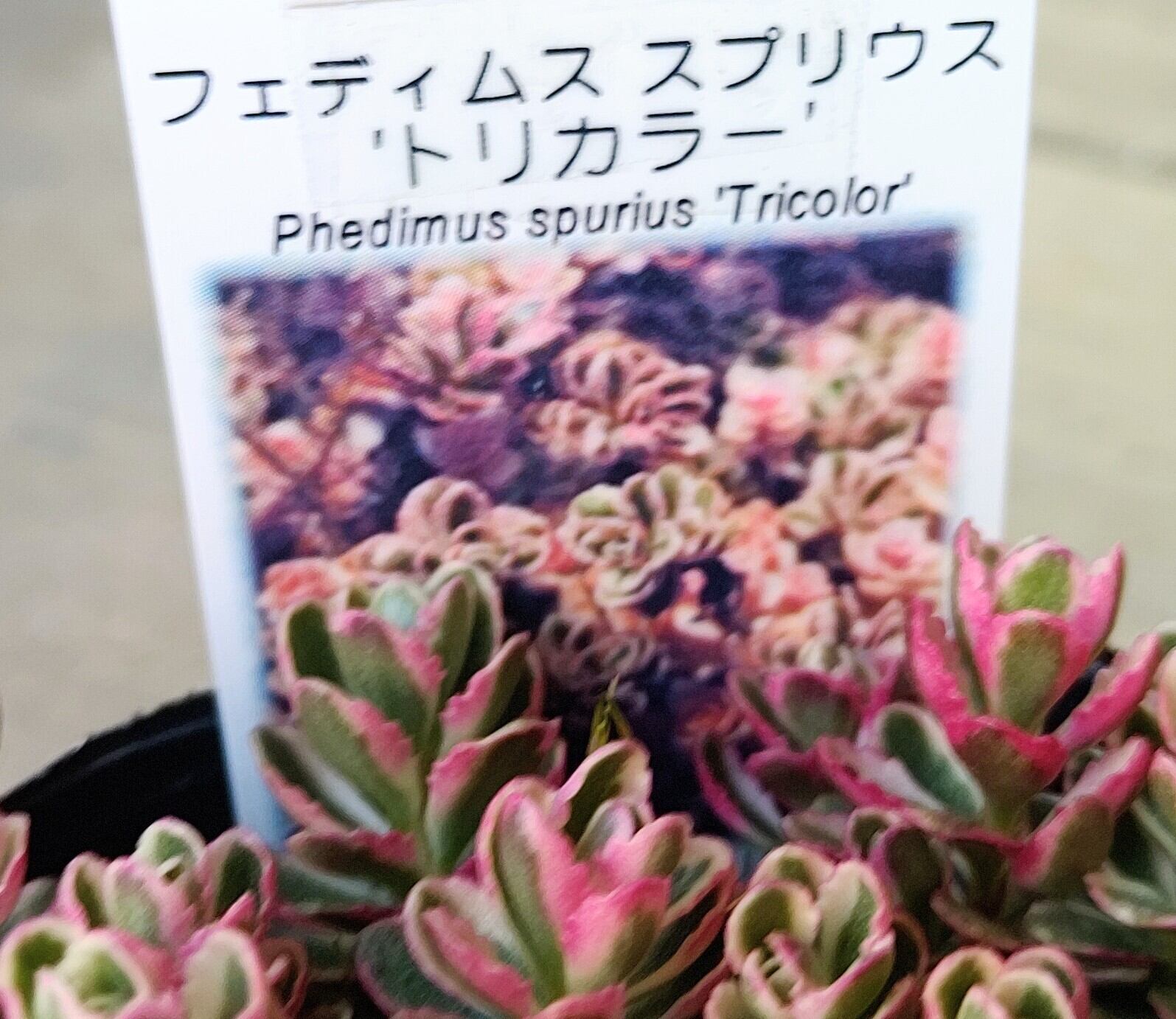 多肉植物 セダム トリカラー  抜き苗♡ セダム トリカラー抜き苗❣️おまけ付き❣️の通販 by マリshop