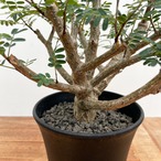 Senna meridionalis【センナ・メリディオナリス・実生】