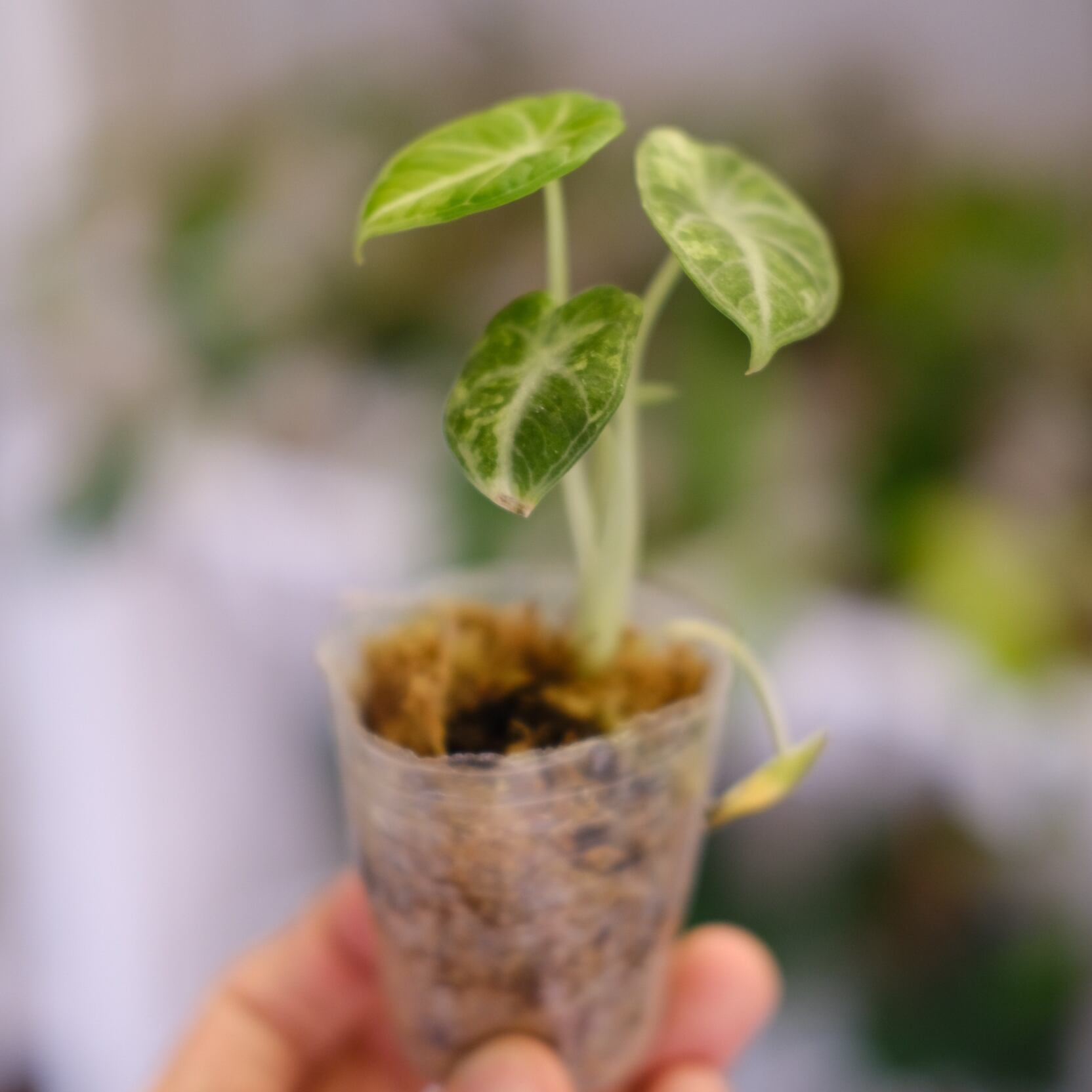 Alocasia Ninja Tricolor / アロカシア ニンジャ 斑入り⑤