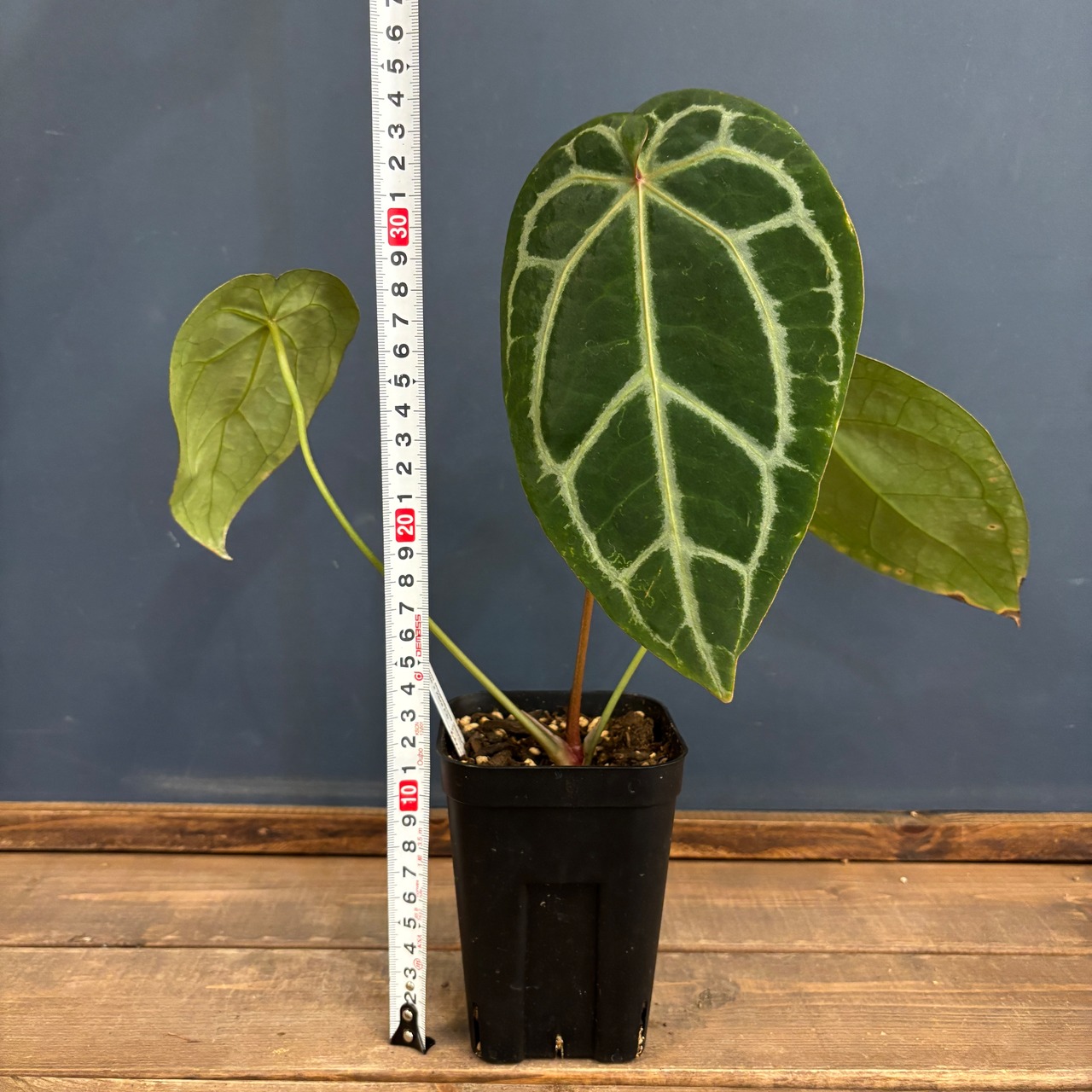 アンスリウム magnificam 'Silver' × (Michell × Zara F3)【575】