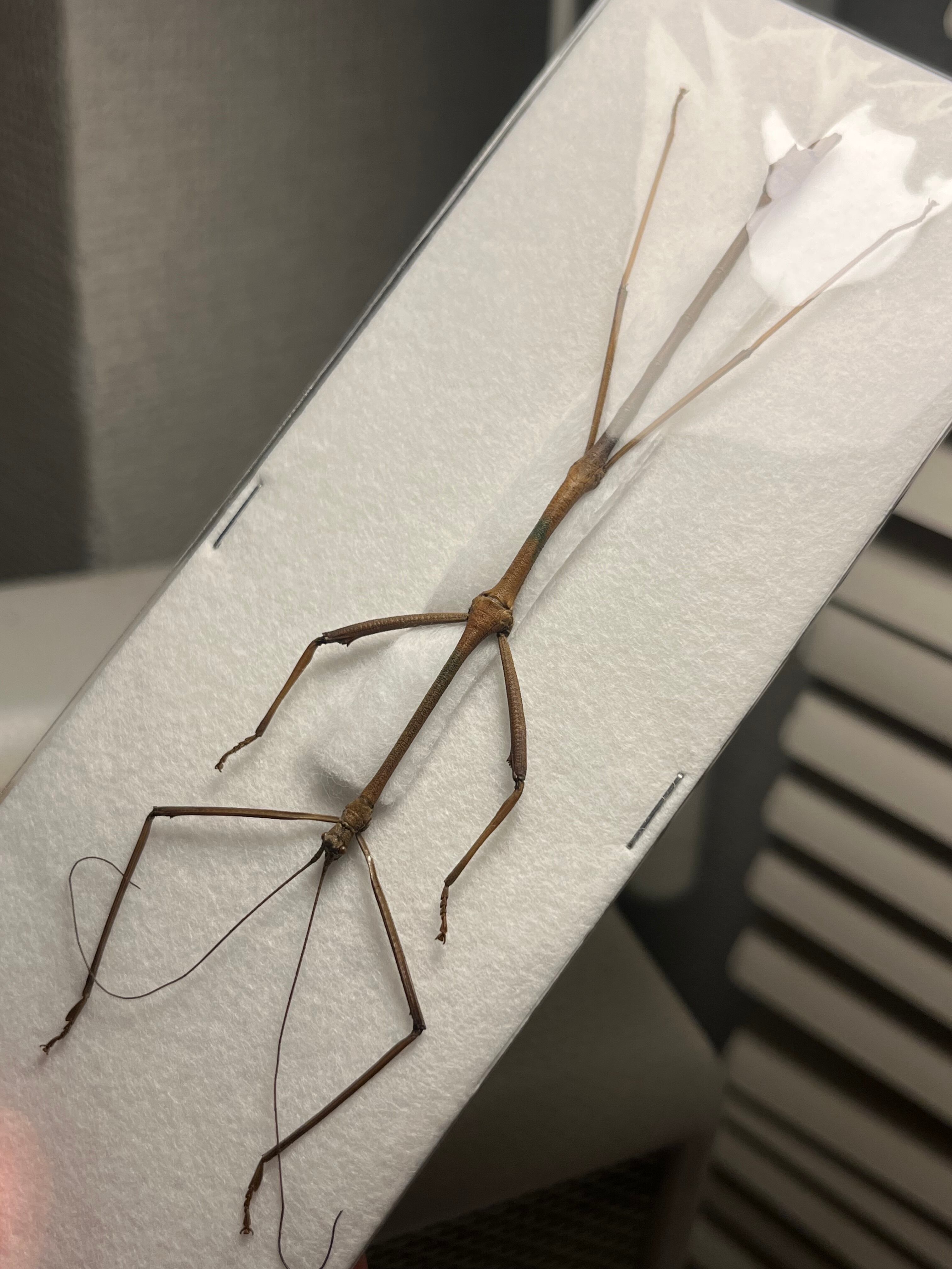 ナナフシの一種 バッタ 標本 直翅類 カマキリマンティス コロギス