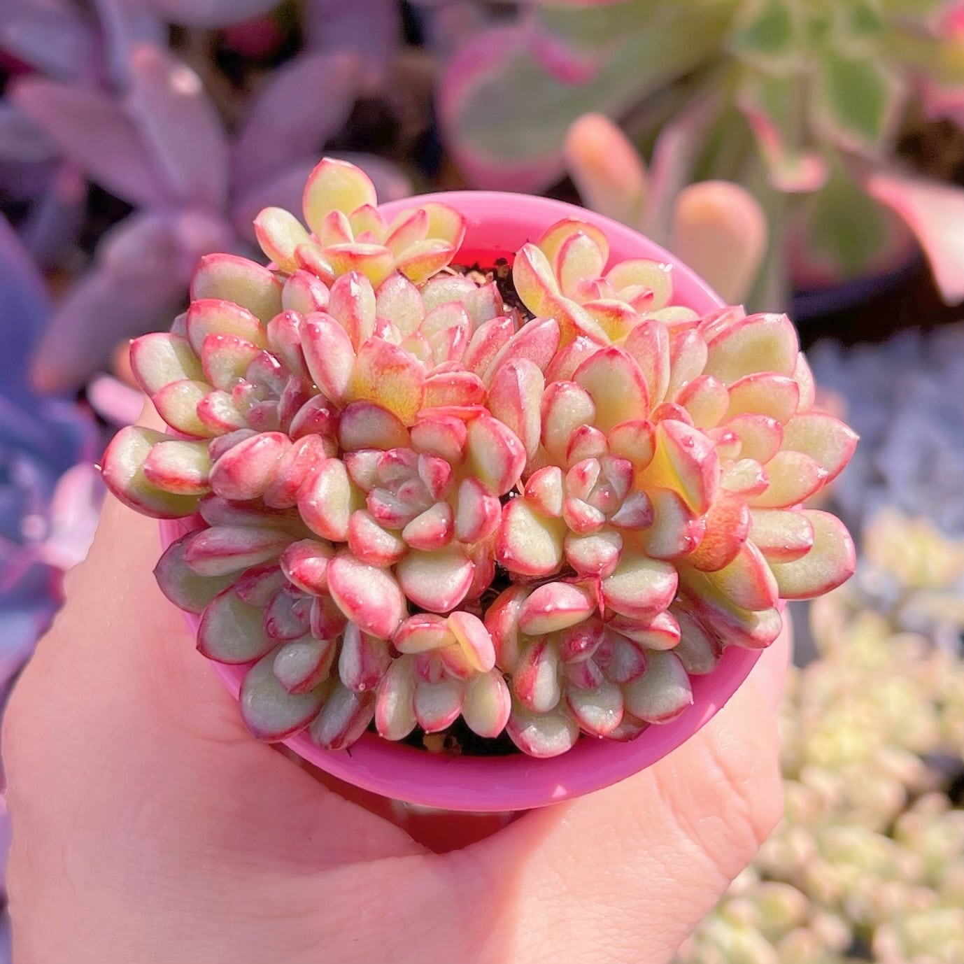 多肉植物　Adam　群生　新入荷　るる農園