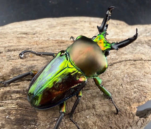 《ニジイロクワガタ 47mm ペア》セルヴォラン氏委託個体