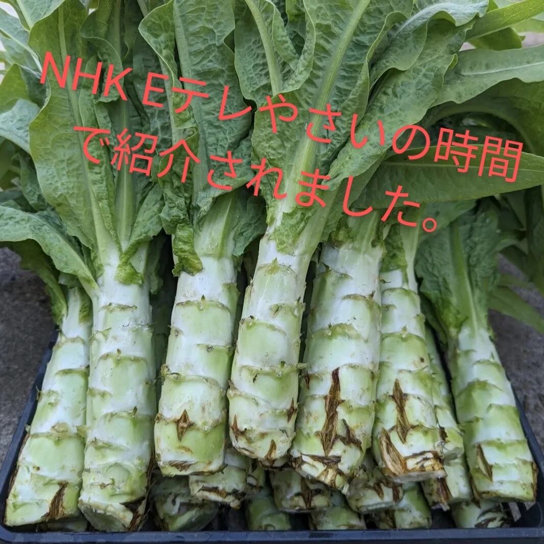 NHKのEテレで紹介されました】農薬化成肥料不使用 ステムレタス/茎 ...