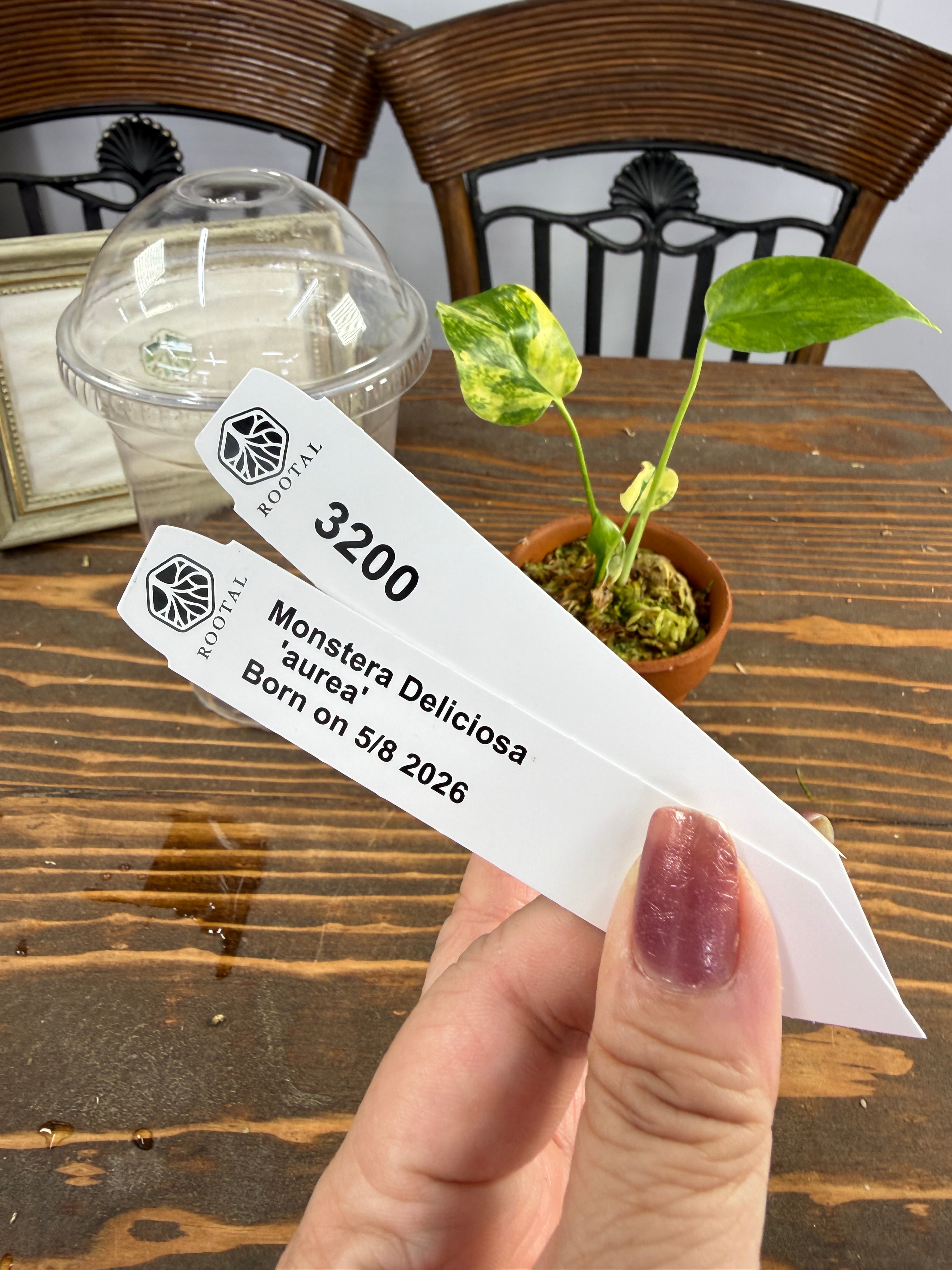 TC Baby苗 | ROOTALPLANTS