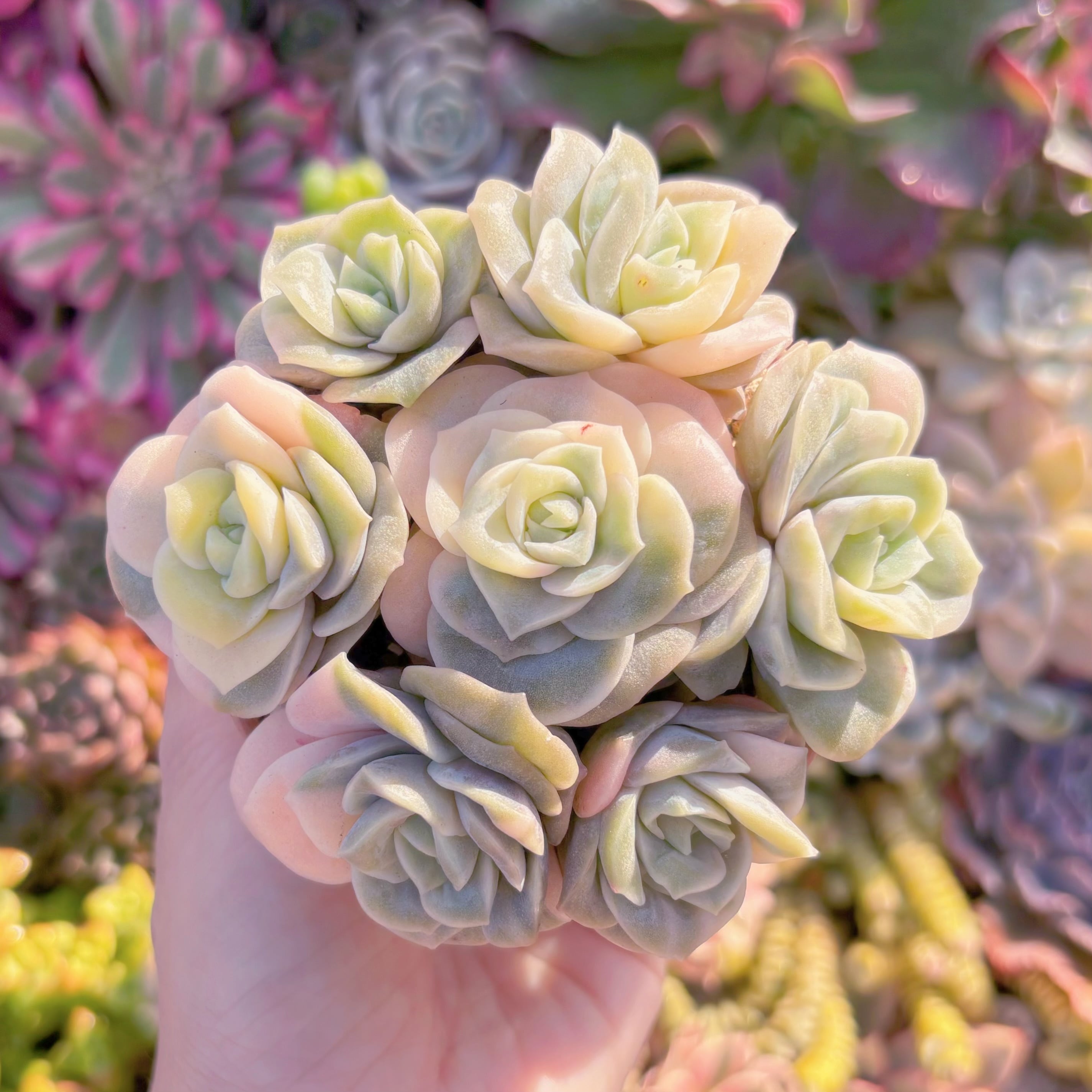 多肉植物　ラブリーローズ覆輪錦(7苗)　新入荷　るる農園