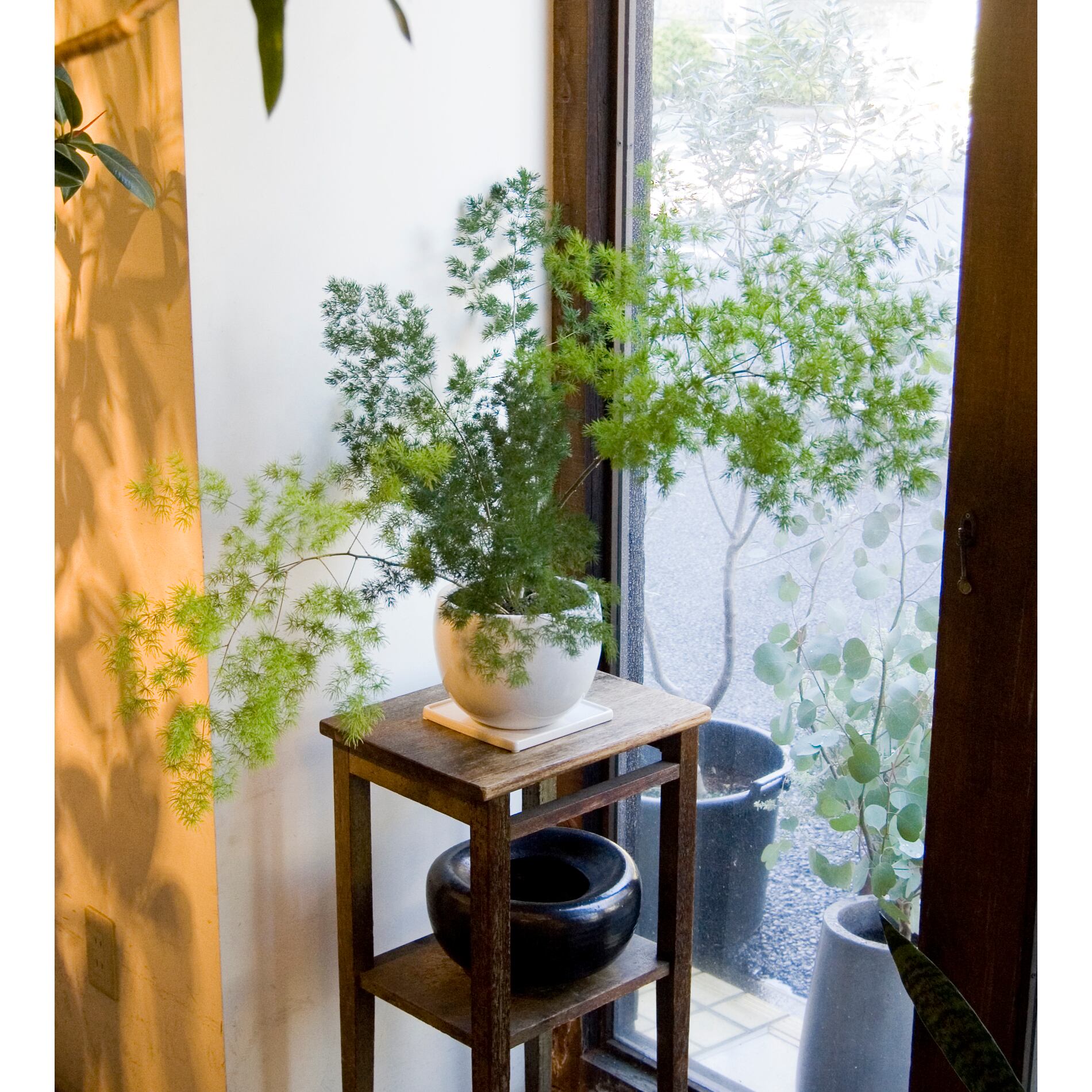 アスパラガス マコワニー Neo Green