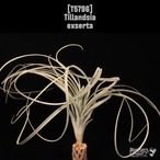 Tillandsia exserta〔ティランジア〕T5796