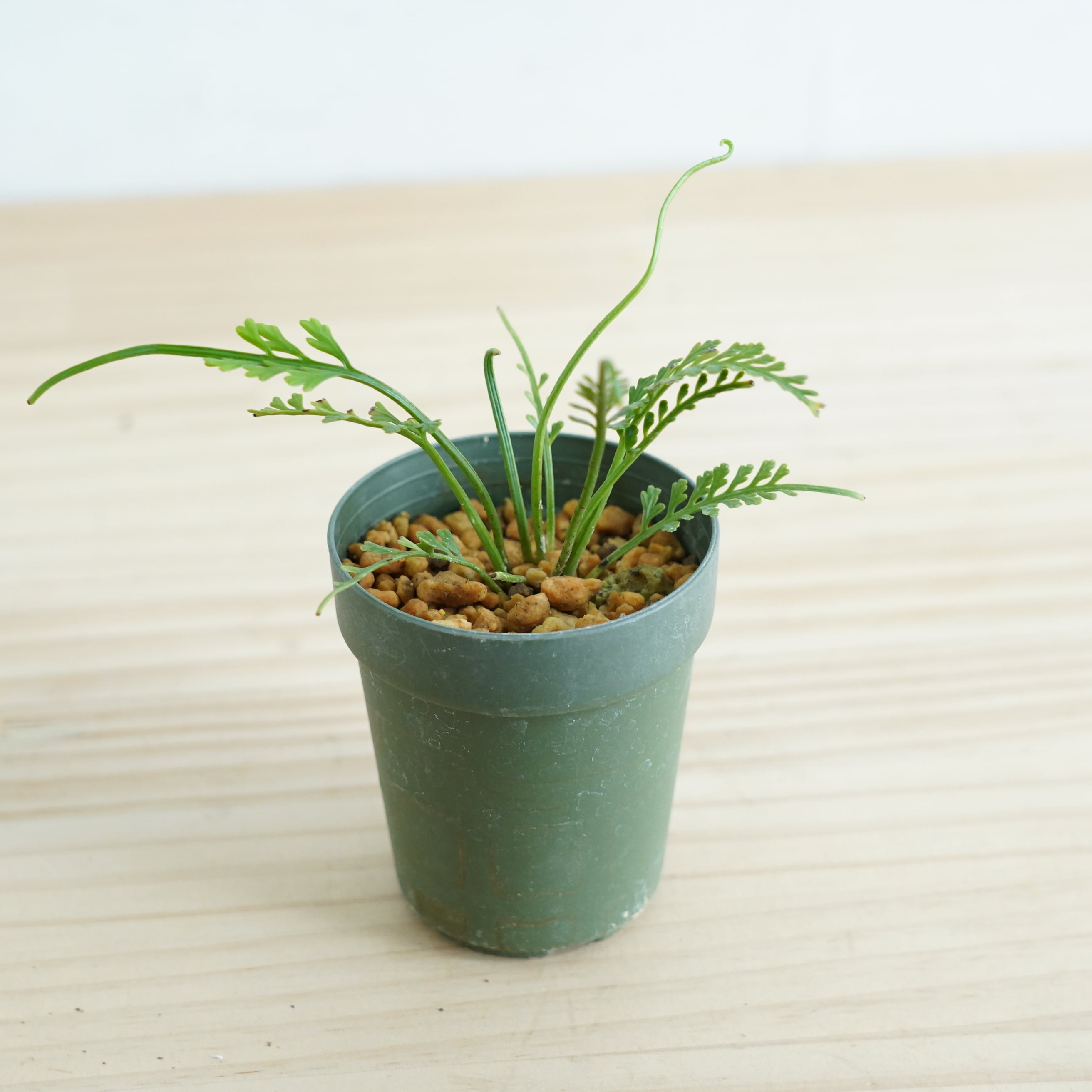 コビトホラシノブ 希少 小型シダ植物 パルダリウム コビトホラシノブ 希少 小型シダ植物 パルダリウム