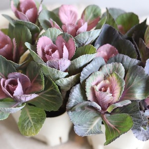 ハボタン萌花セッション　ショコラ　お正月　寄せ植え　縁起のいいもの　可愛いハボタン