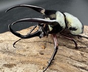 【WD】《アトラスオオカブト スマトラ島産 82.5mm ペア》