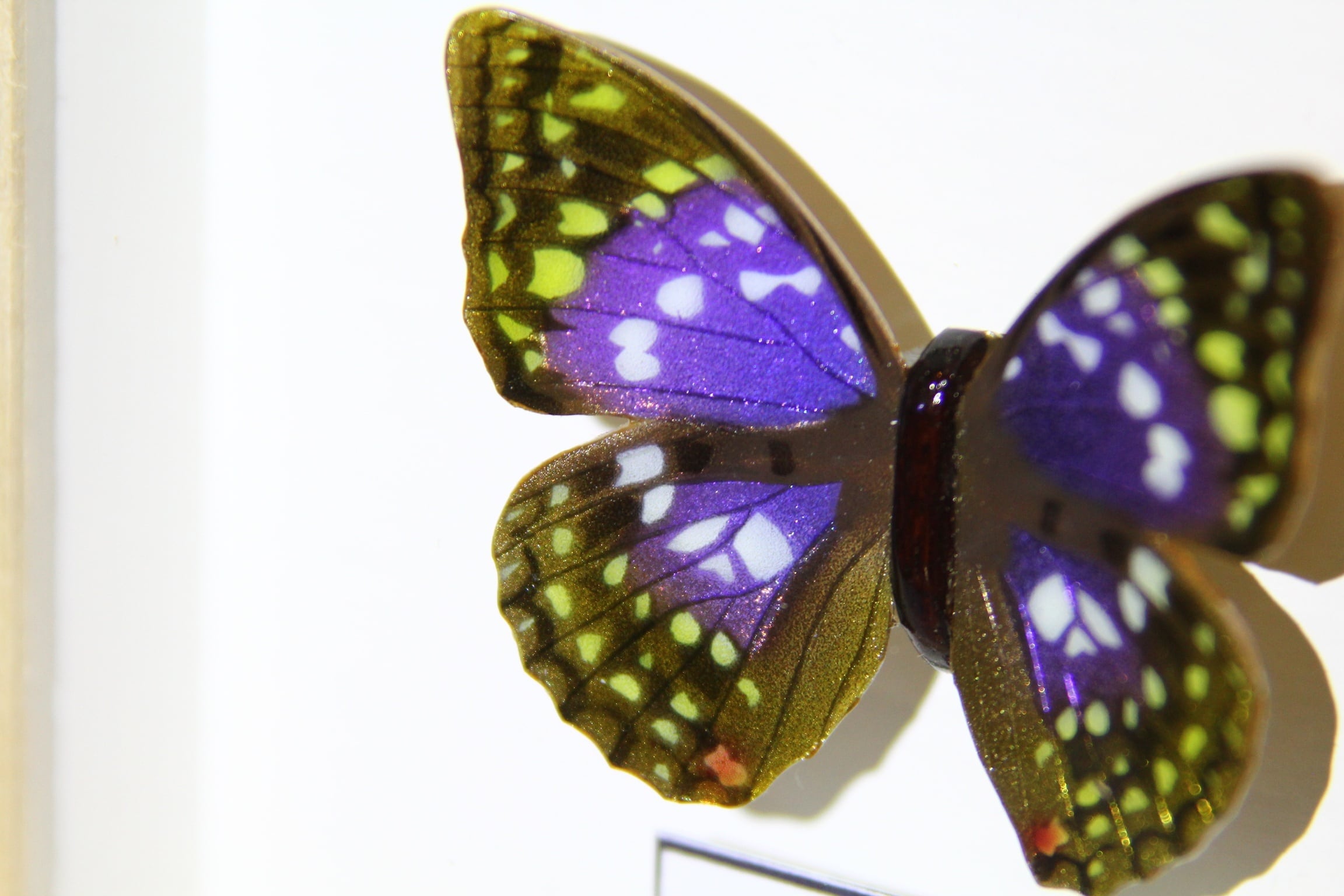 木製蝶々標本ブローチ「オオムラサキ」 | hirataworks