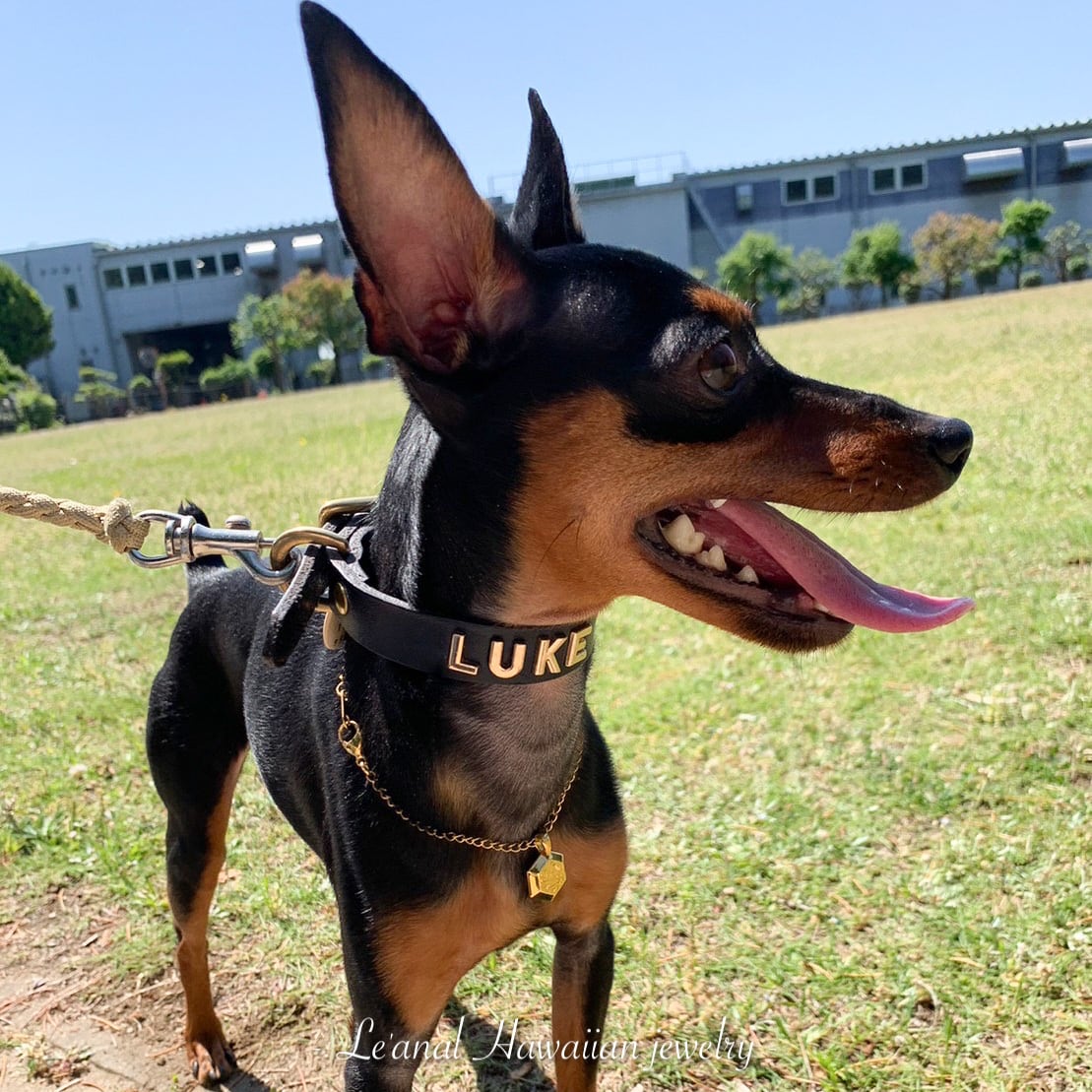 犬猫＆人用】第4期再入荷⭐︎ヘキサゴンネックレス | Le'anal