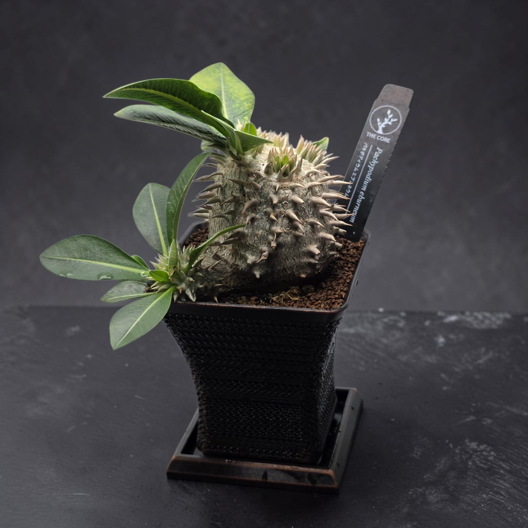 まん丸・美株】パキポディウム・エブレネウム (Pachypodium eburneum