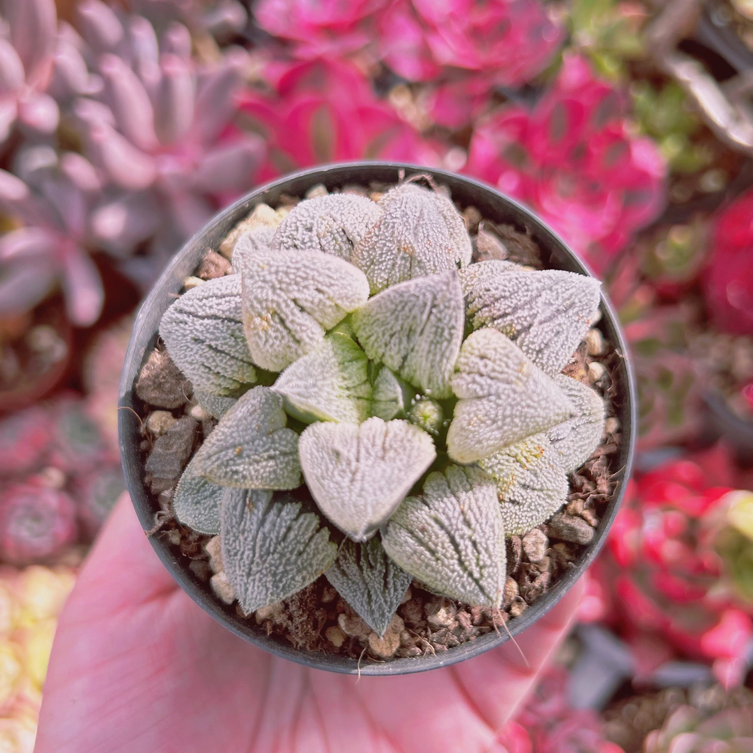 多肉植物 Haworthia 雪の里 | るる農園~多肉植物専門