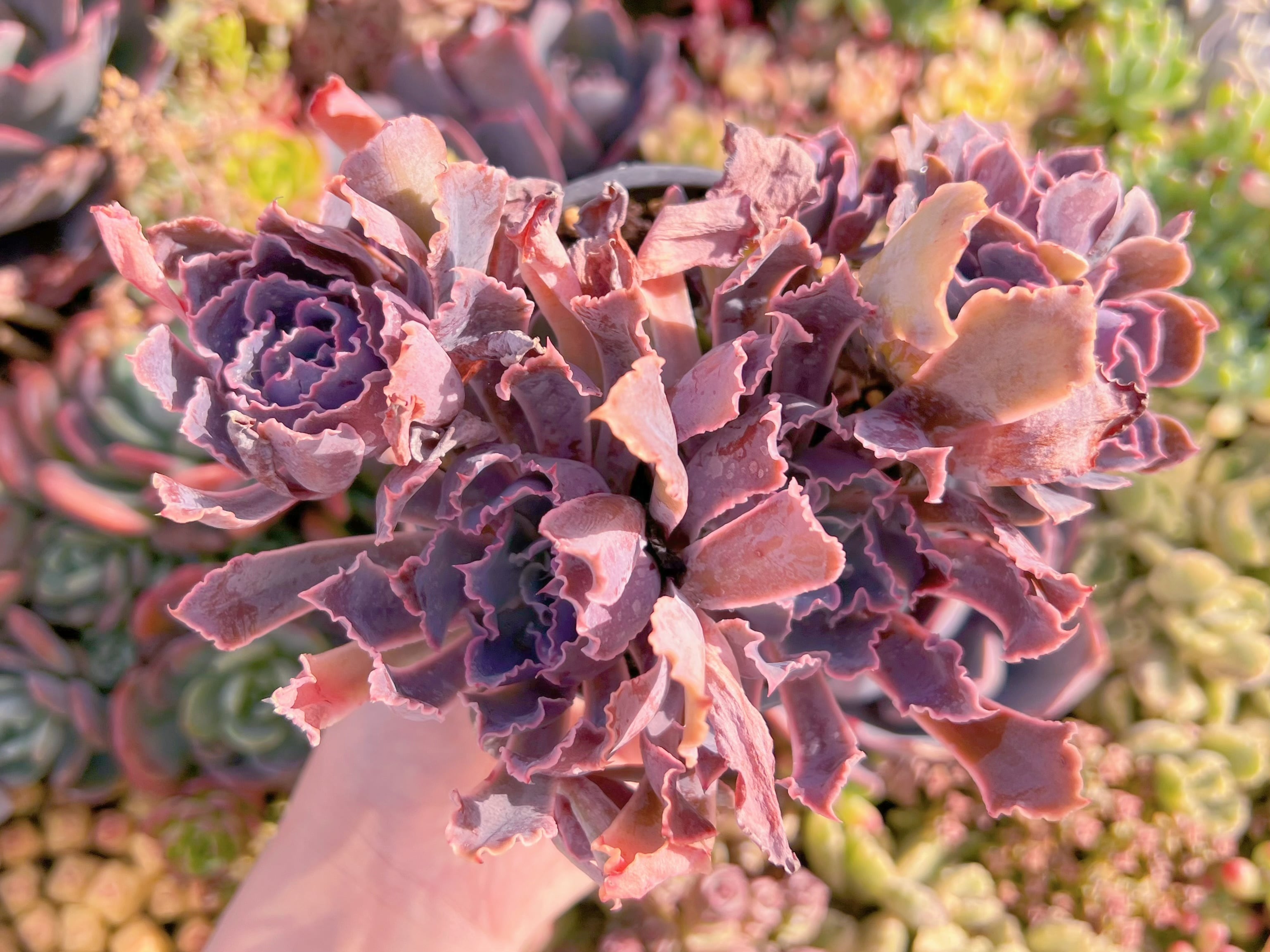 現品　シャビアナ#A086　群生　るる農園