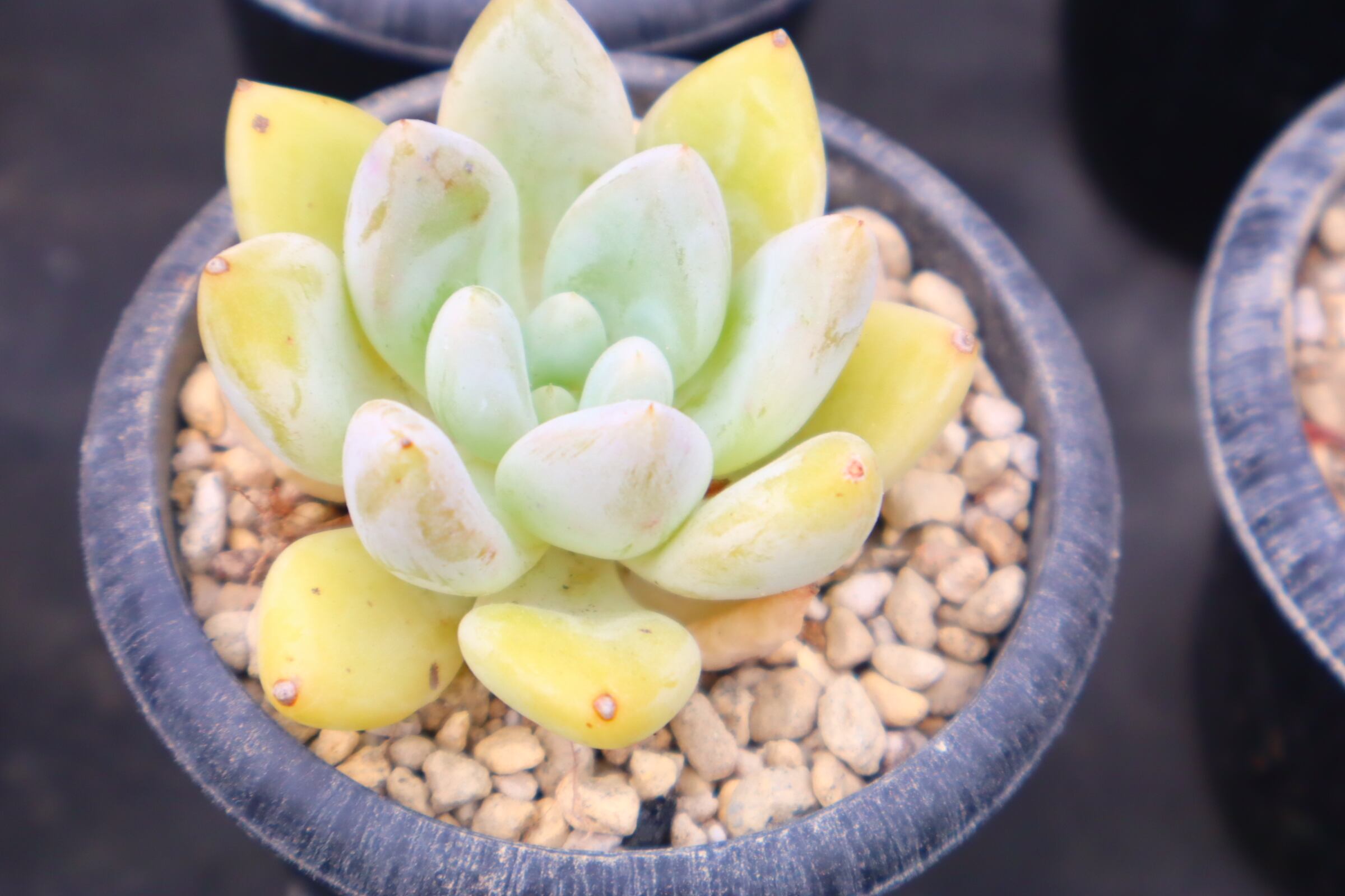 valiem x AOBOUZU コピアポア グリセオビオラセア 栗星玉 Copiapoa