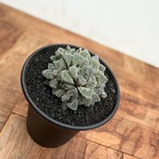 Haworthia ‘Kurozatou’【ハオルチア・黒砂糖】