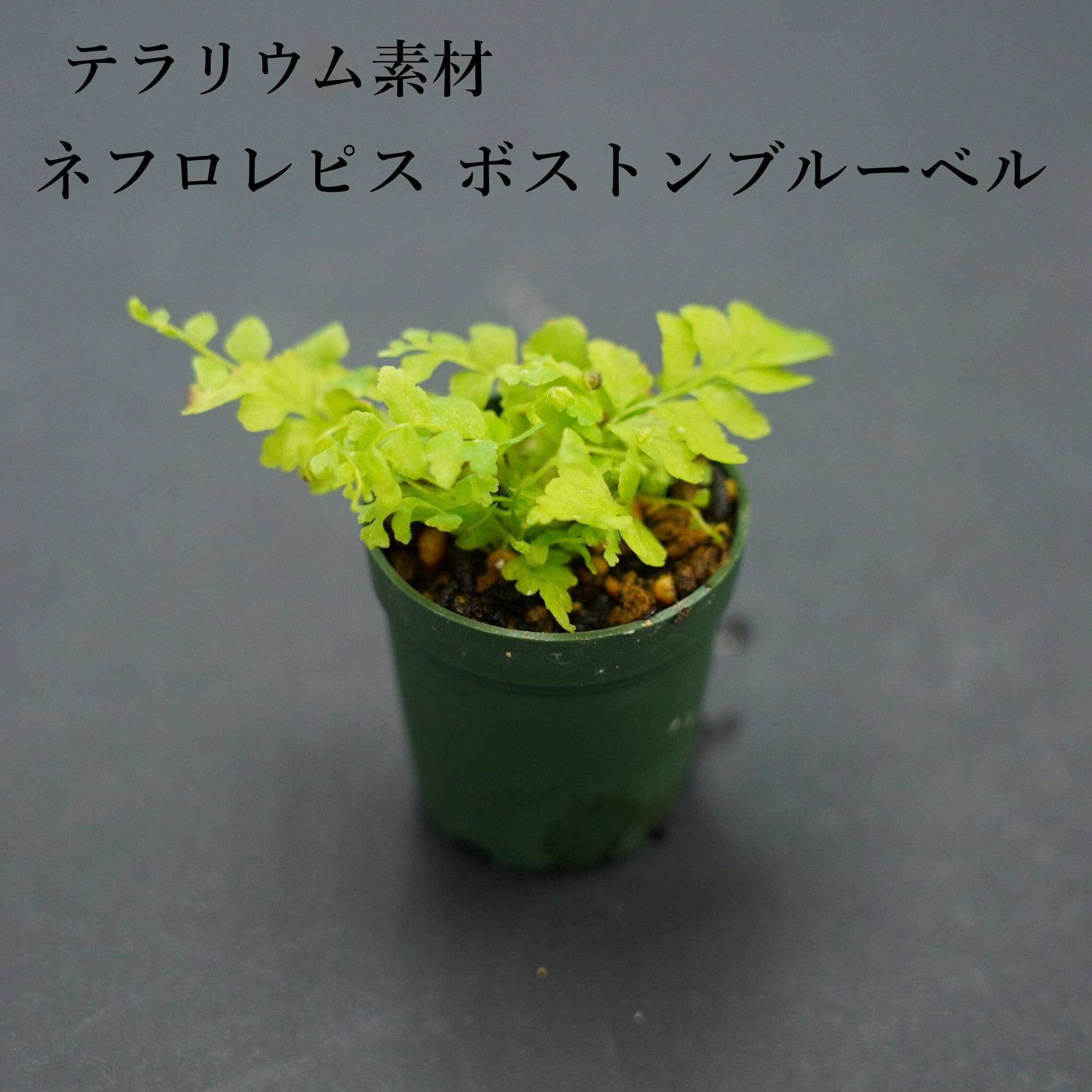 ネフロレピス ”ボストンブルーベル”（シダ植物） 苔テラリウム作製用