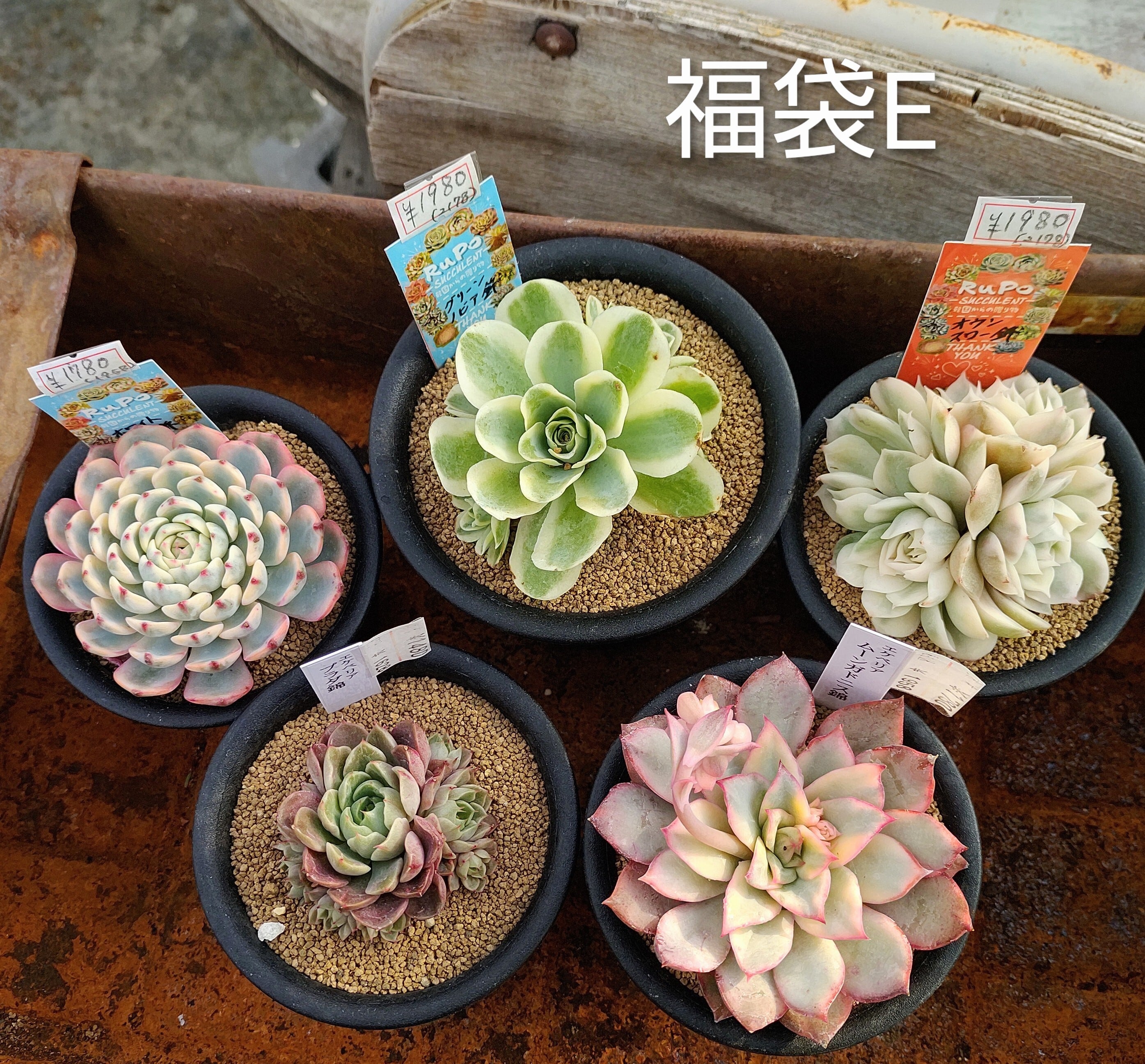 サンデルシー(アドニス) アエオニウム | RuPo 多肉植物専門店