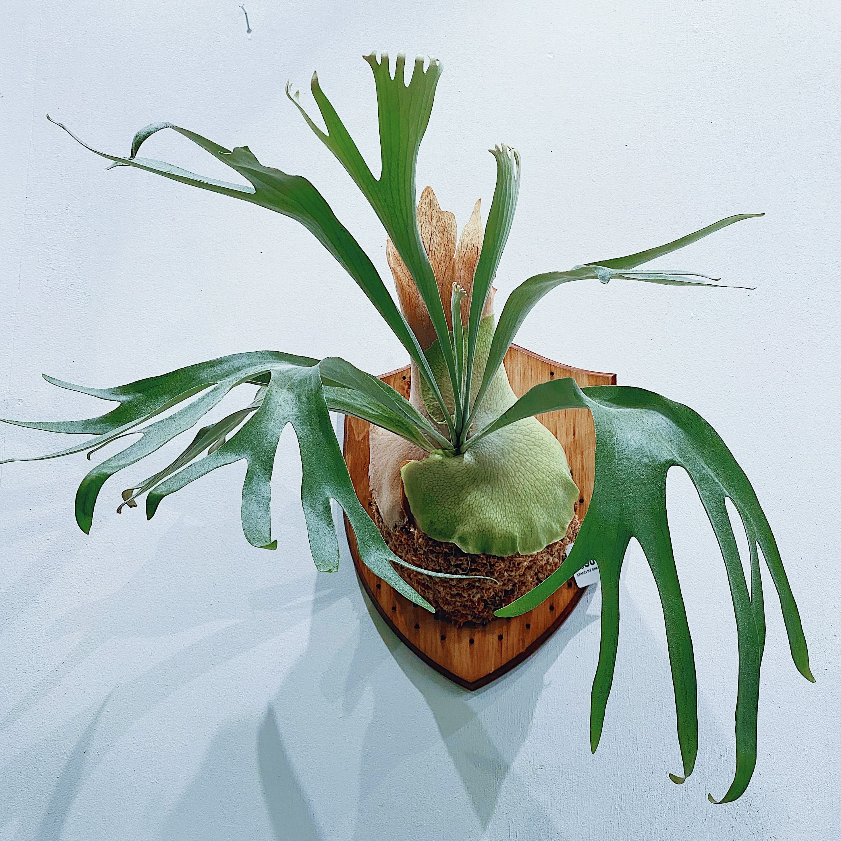 ビカクシダ willinckii ✖️ pegasus - 植物/観葉植物