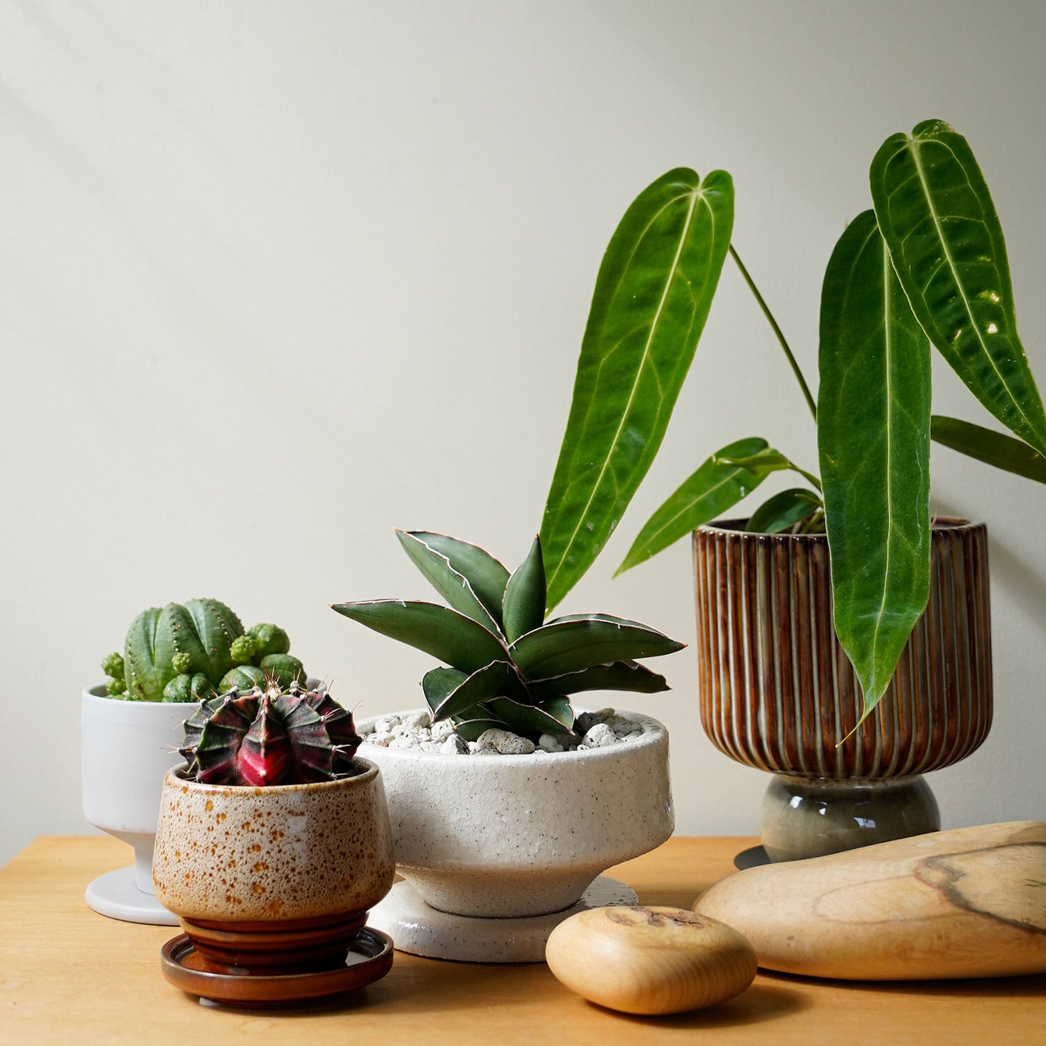 サンセベリア サムライドワーフ | AYANAS（アヤナス）｜観葉植物の