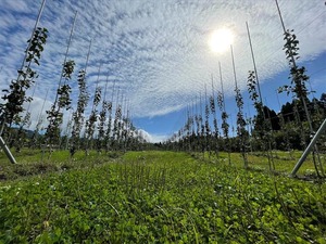 今が旬！ 青森県平川市産 りんりん林檎やのおいしいりんごセット