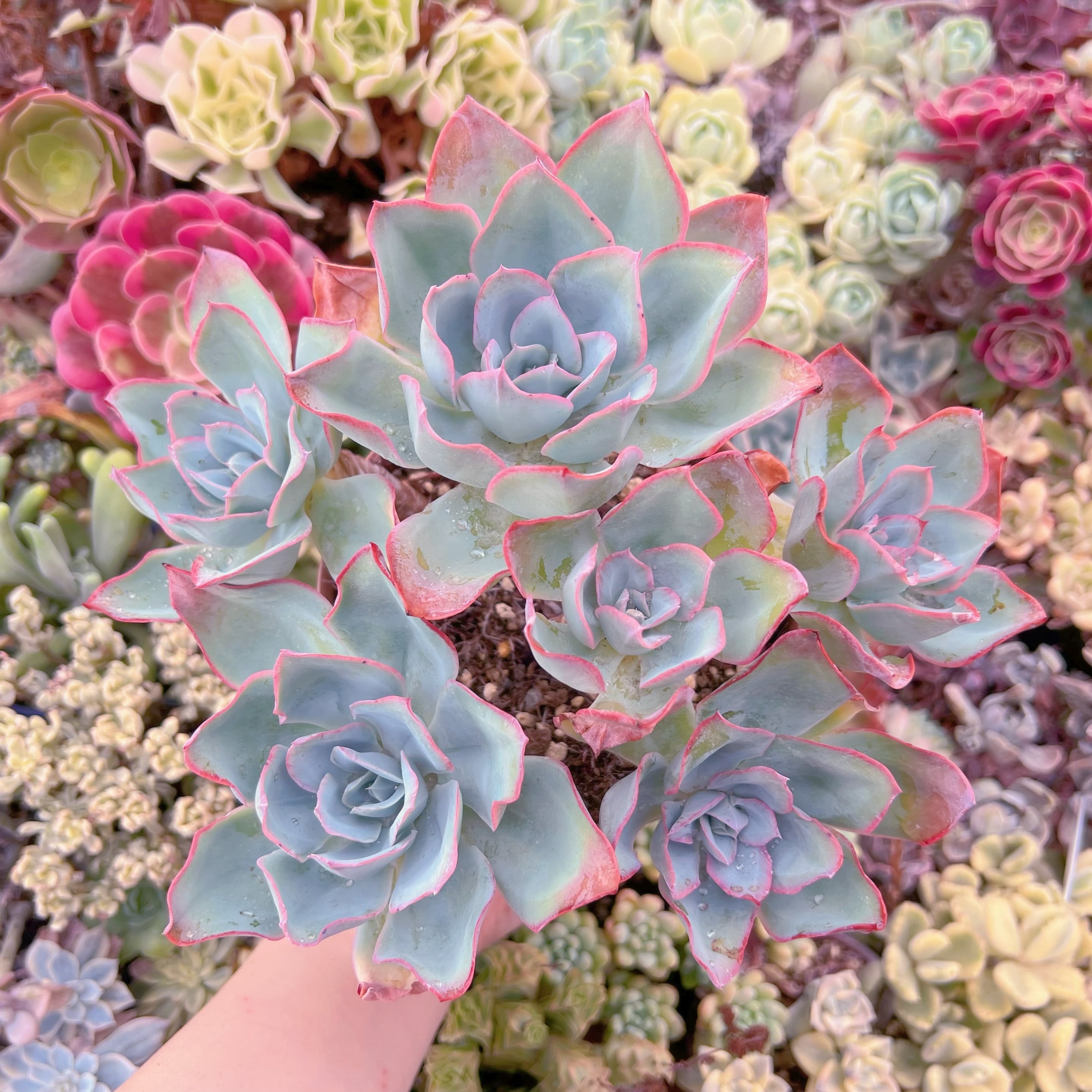 現品　ブルーライト#F018　特特大群生　るる農園