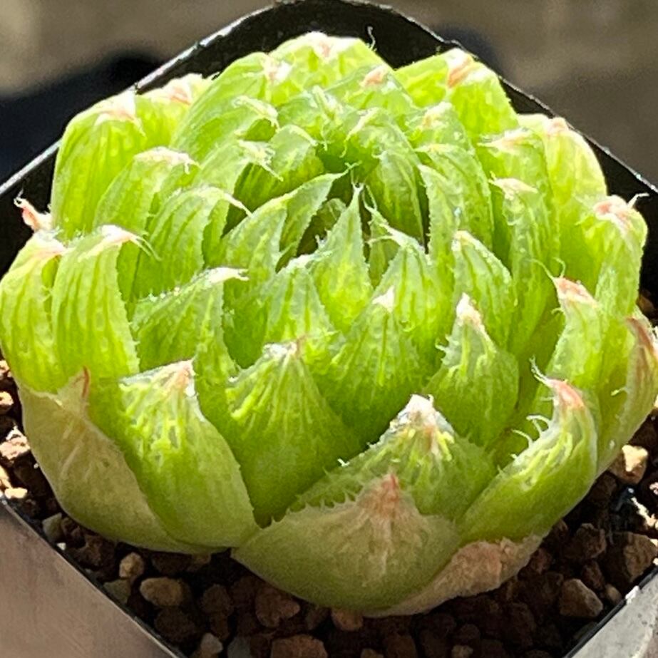 多肉植物　ハオルチア　桜水晶　発根済み ハオルチア 桜水晶 (微発根)⑧ | mocono_plants