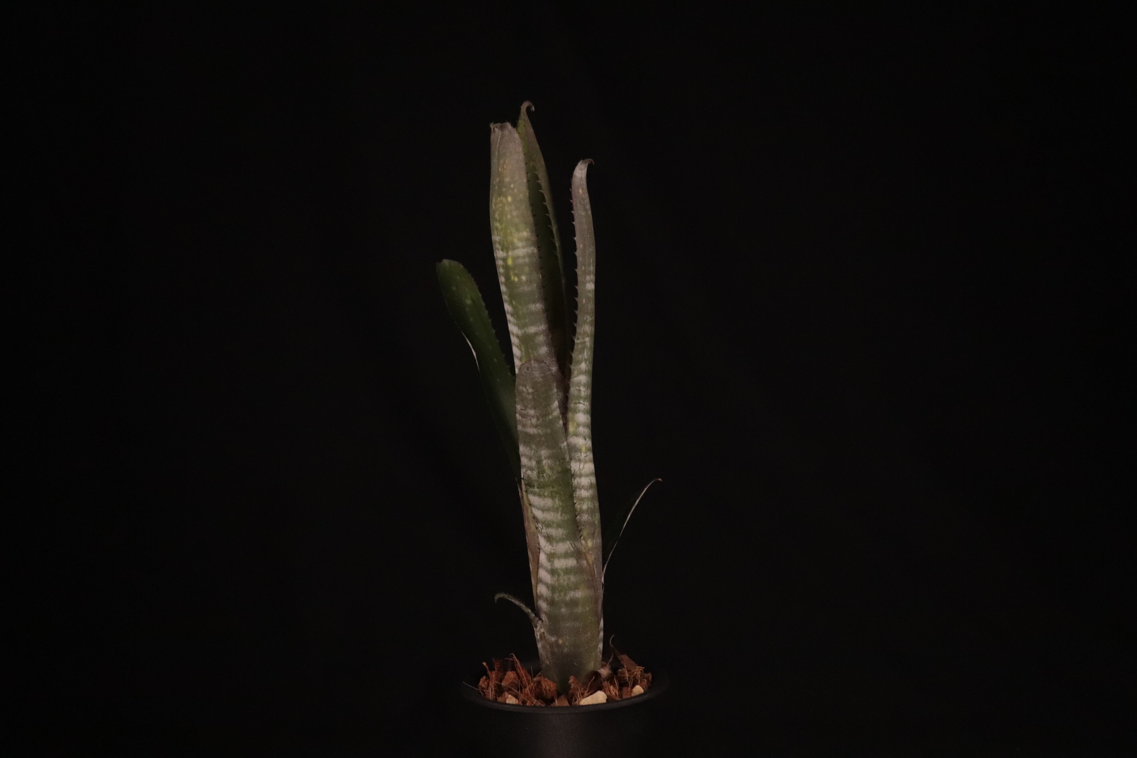送料無料】Billbergia 'Moulin Rouge'〔ビルベルギア〕現品発送B0204
