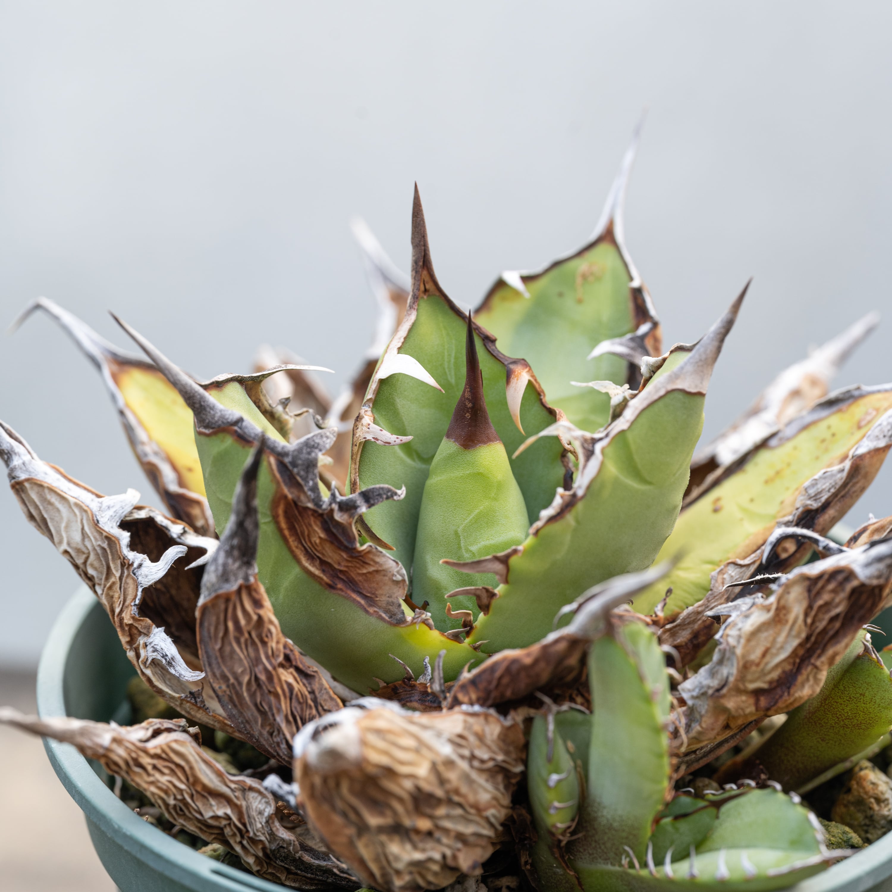 HC-13. アガベ チタノタ　バナナピール 3株セット♪ アガベ チタノタ バナナピール 強刺