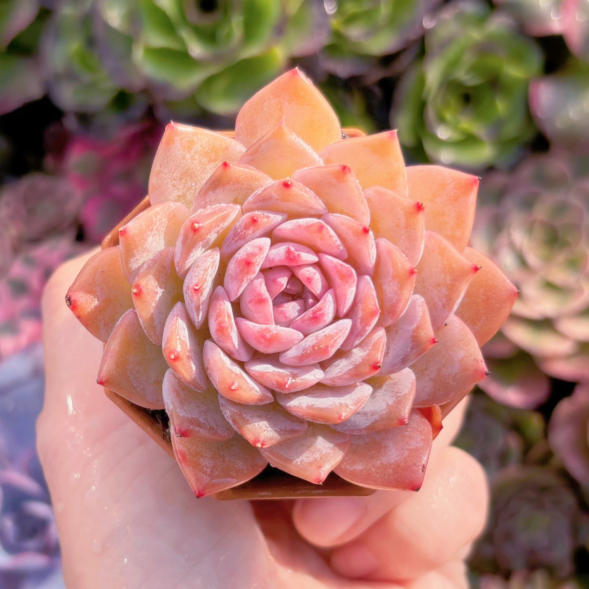 現物　エリー女王#231　るる農園