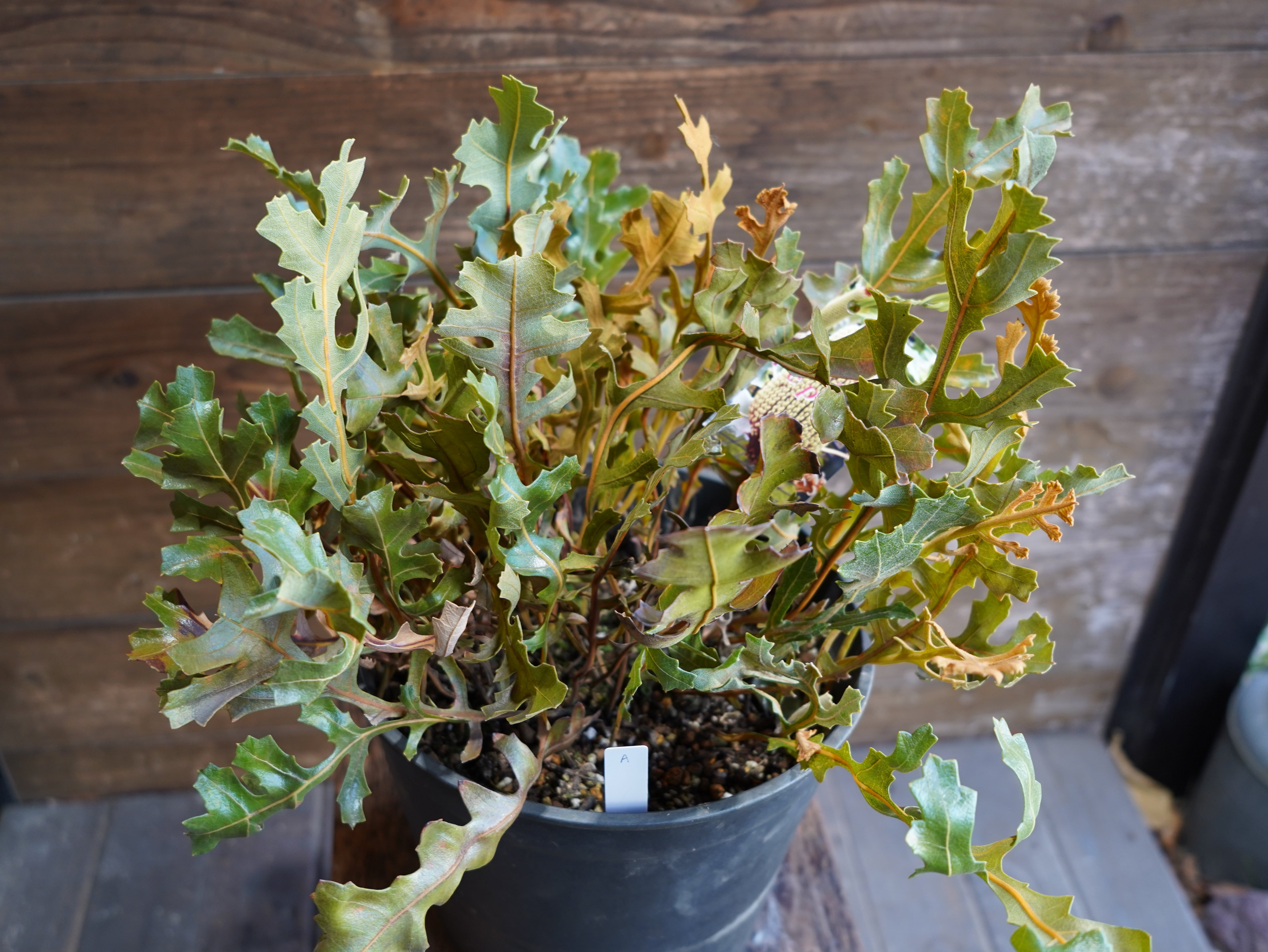 【現物】バンクシア　"レペンス"　A