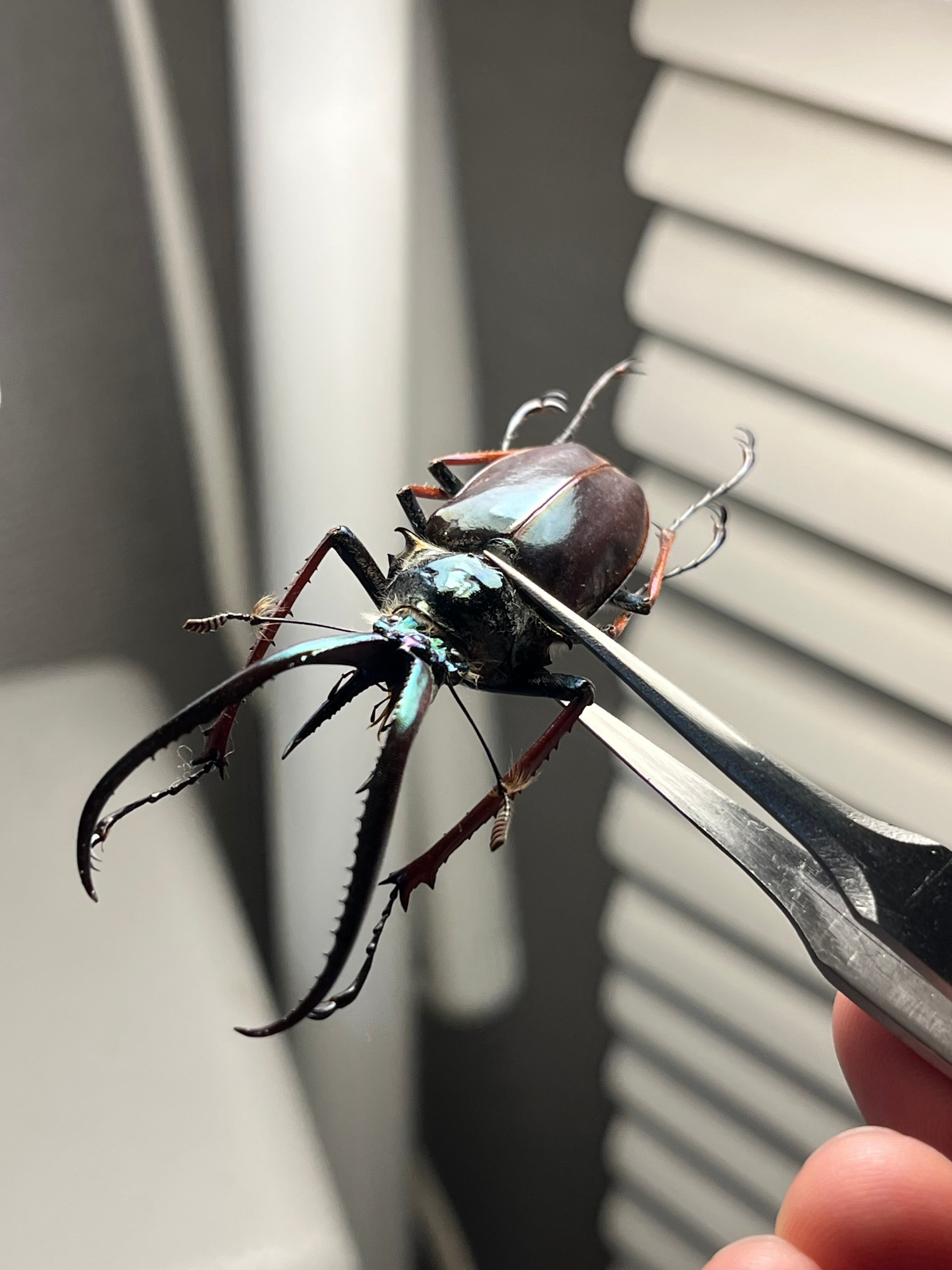 PARATYPE】ホロメタリクスチリクワガタ 56mm シワバネクワガタ