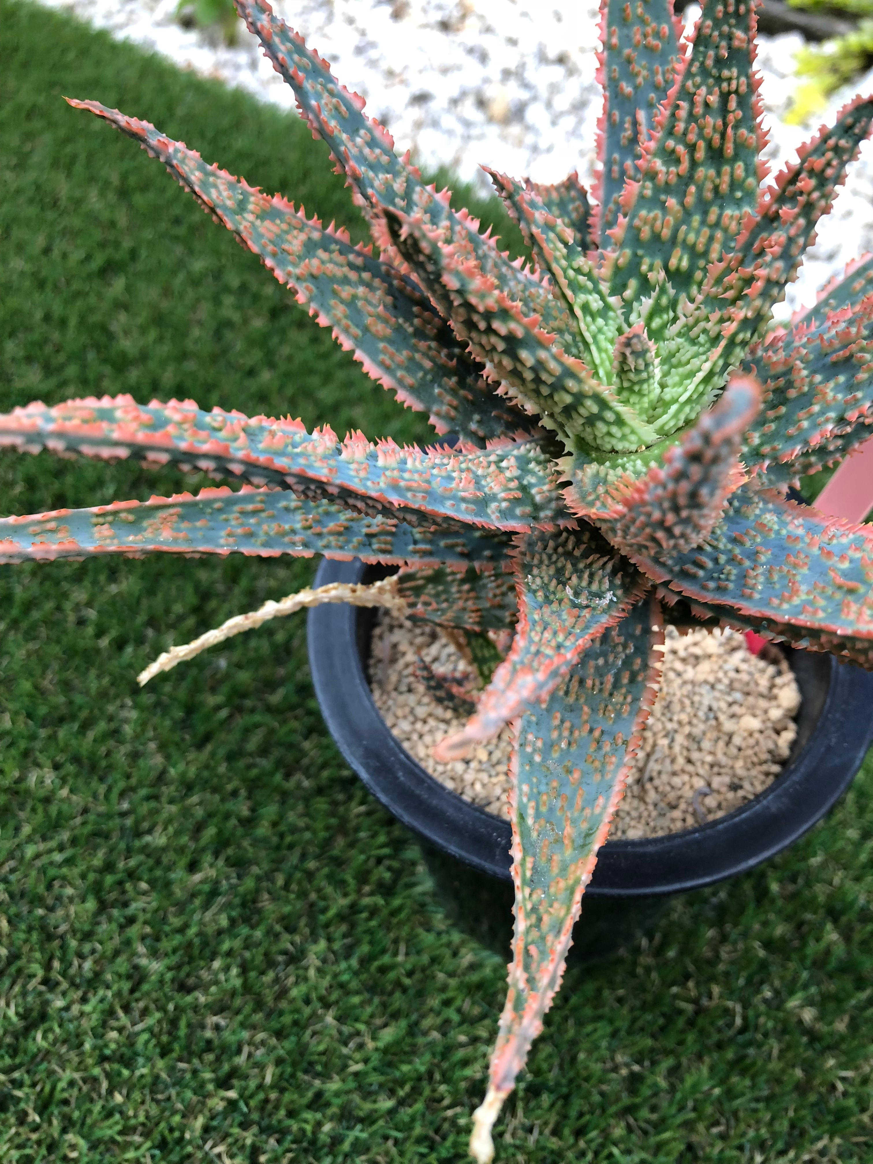 Aloe cv.DZ (Debra Zimmerman) アロエ DZ | plants MARU ーサボテン