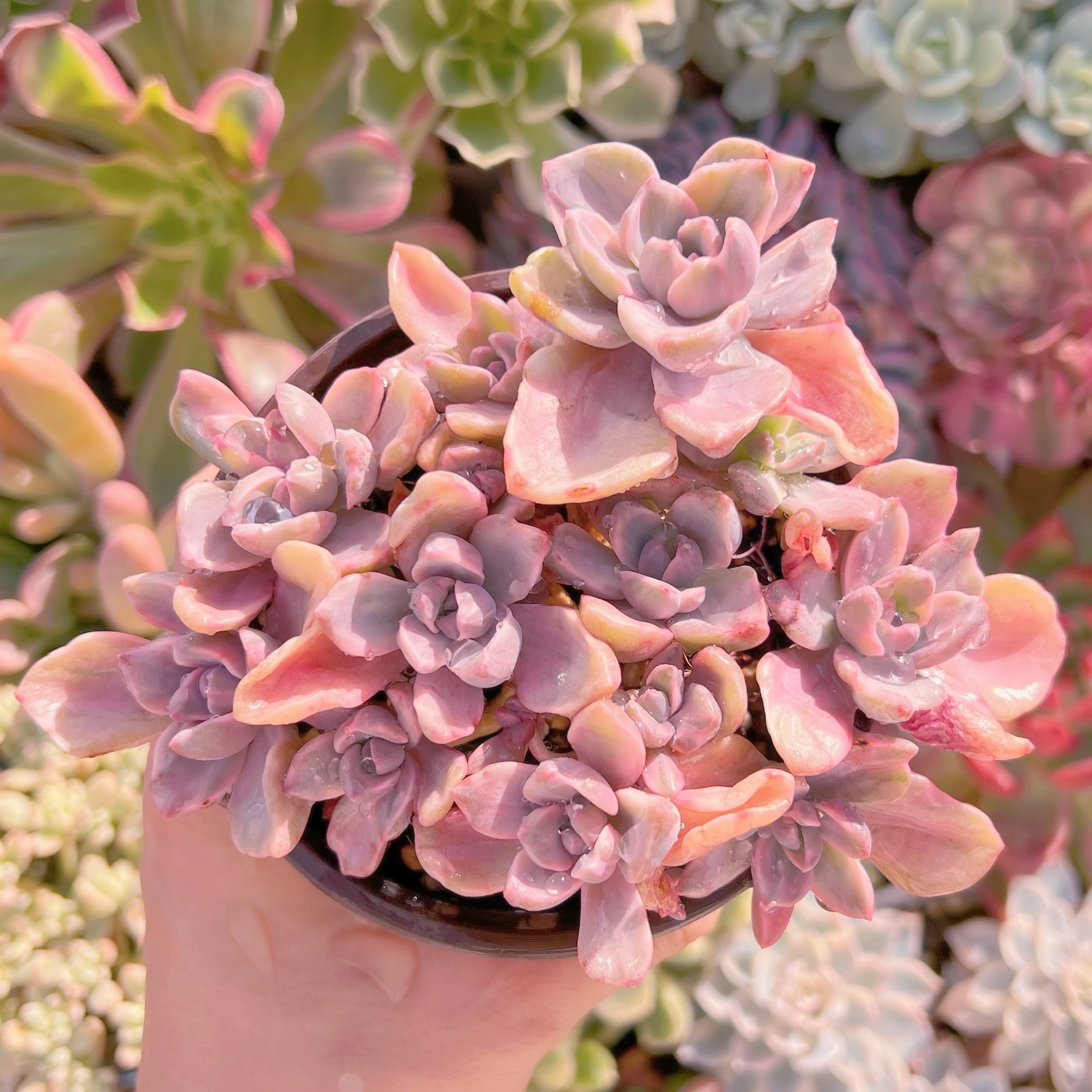 現品　リチャード錦#593   るる農園