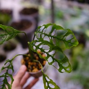 【実生】モンステラ オブリクア ペルー / Monstera Obliqua Peru⑪ / 観葉植物