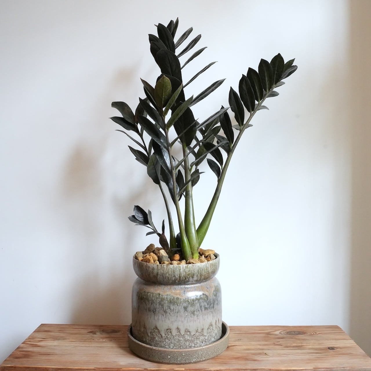 送料込み】観葉植物 フィロデンドロン バーキン 6号サイズ 陶器鉢 | 草陽香