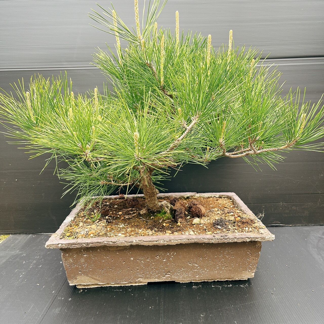 現品］N1 フィカス アムステルダムキング 8号 観葉植物 大型 室内