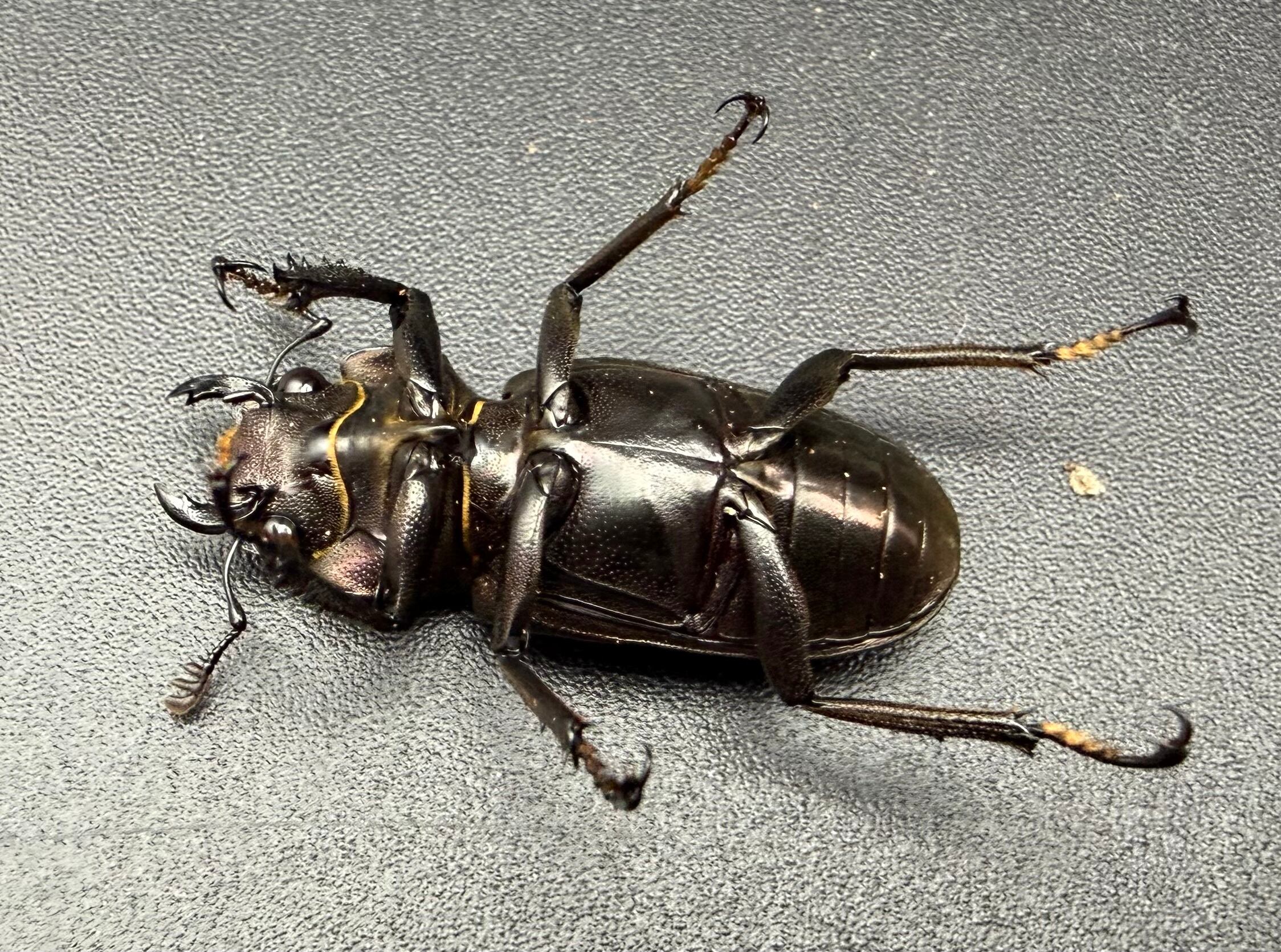 メタリフェルホソアカ亜種フィナエ ブラック系 80.5mm ペア