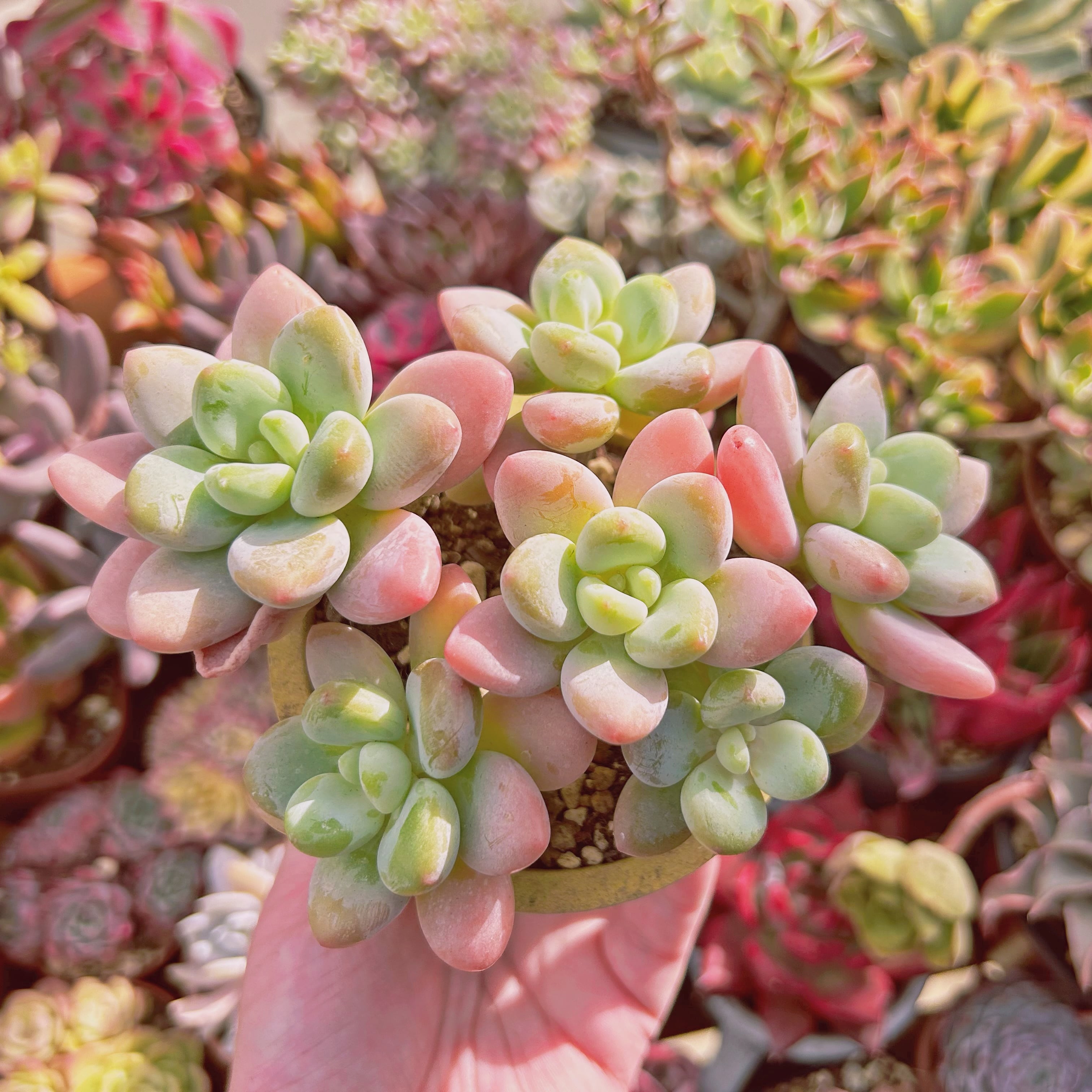 多肉植物 シャボン玉 5～7頭 特大群生 | るる農園~多肉植物専門