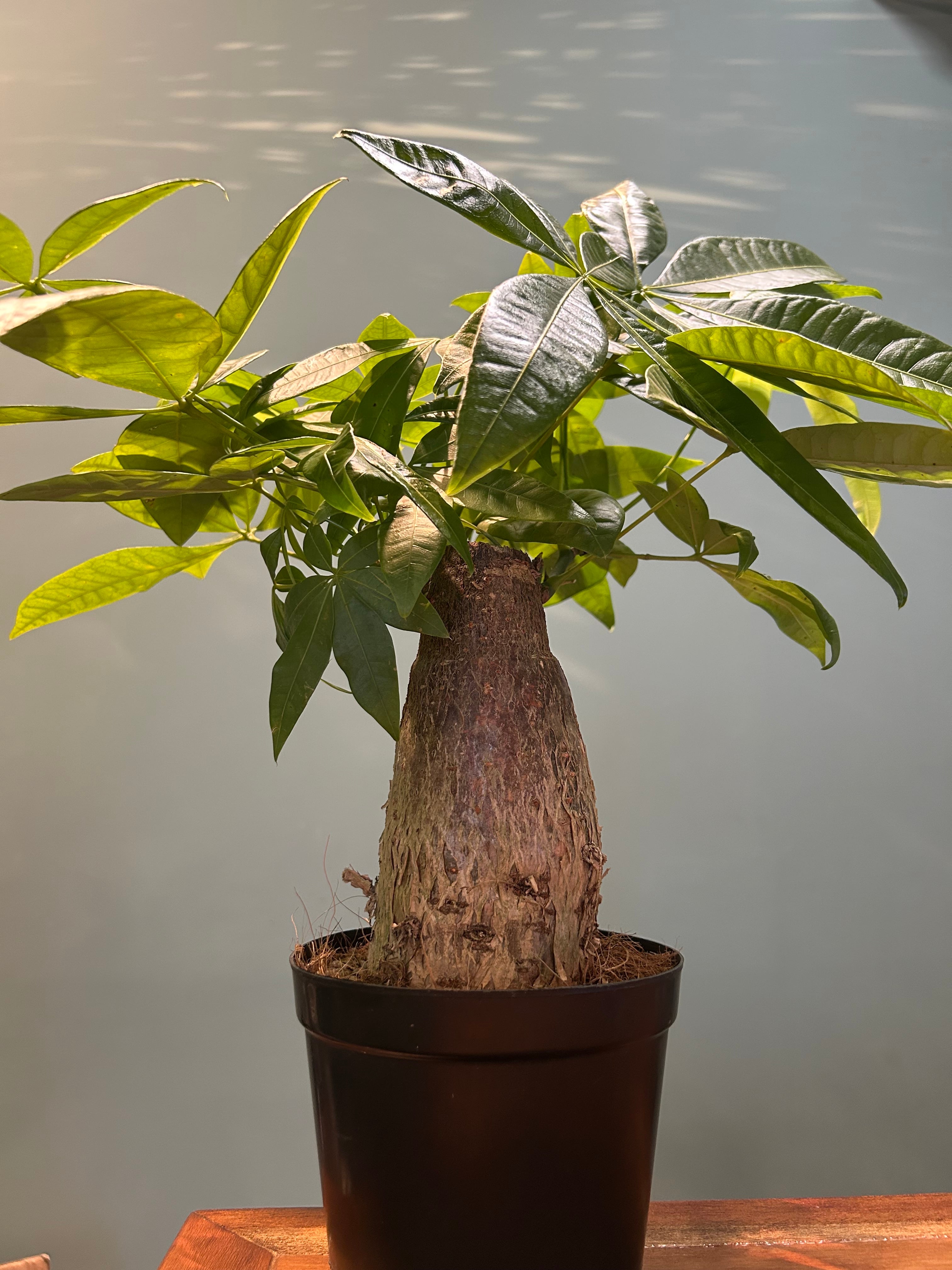 パキラ 塊根 0d64a8918791fb2e933fe23ef66207