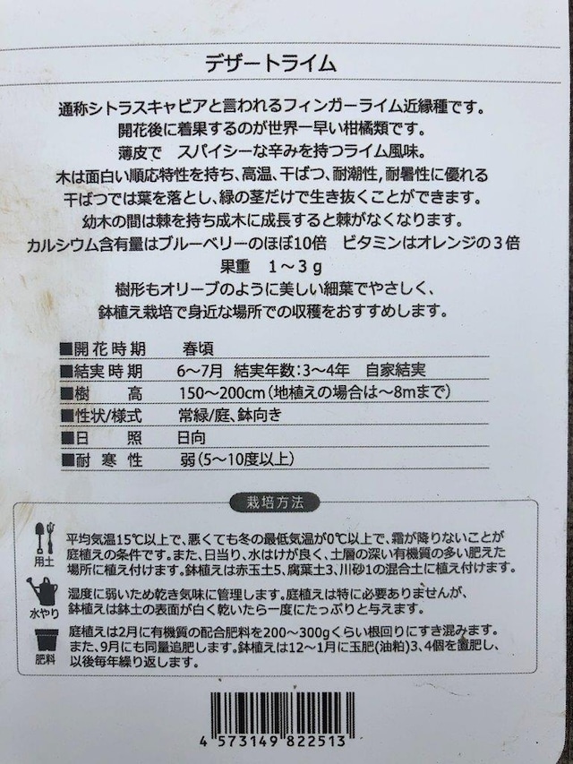 デザートライム 日本ライン花木センター デザートライム 日本ライン花木センター