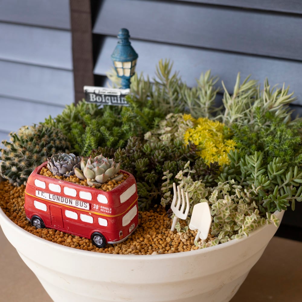 多肉植物　寄せ植え　宝箱 母の日プレゼント♪ セダム 寄せ植え 箱庭 多肉植物 サボテン