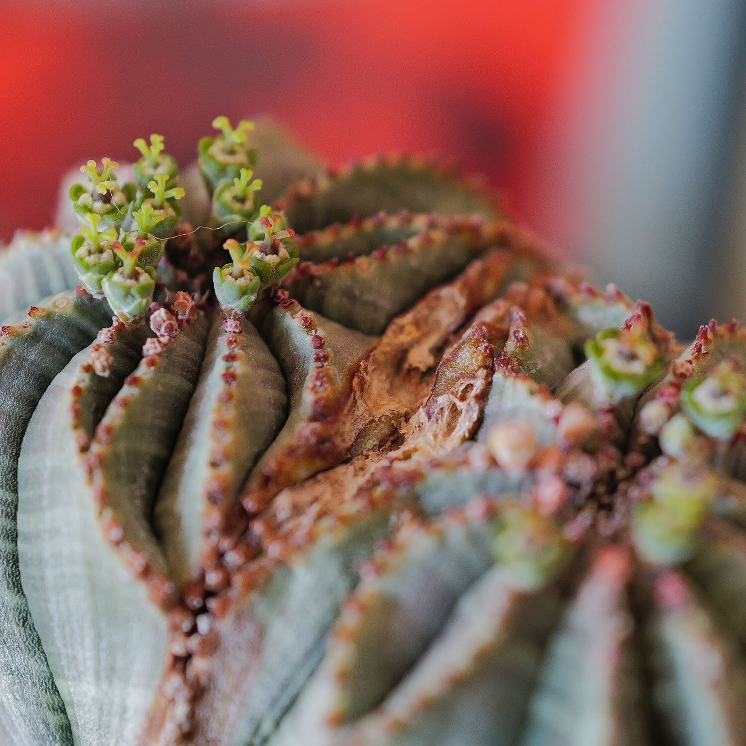 メス株【超厳選株】ダブル綴化ヘッド 捻じれ マウンテン モンスト