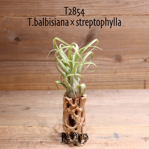 【送料無料】balbisiana × streptophylla〔エアプランツ〕現品発送T2854